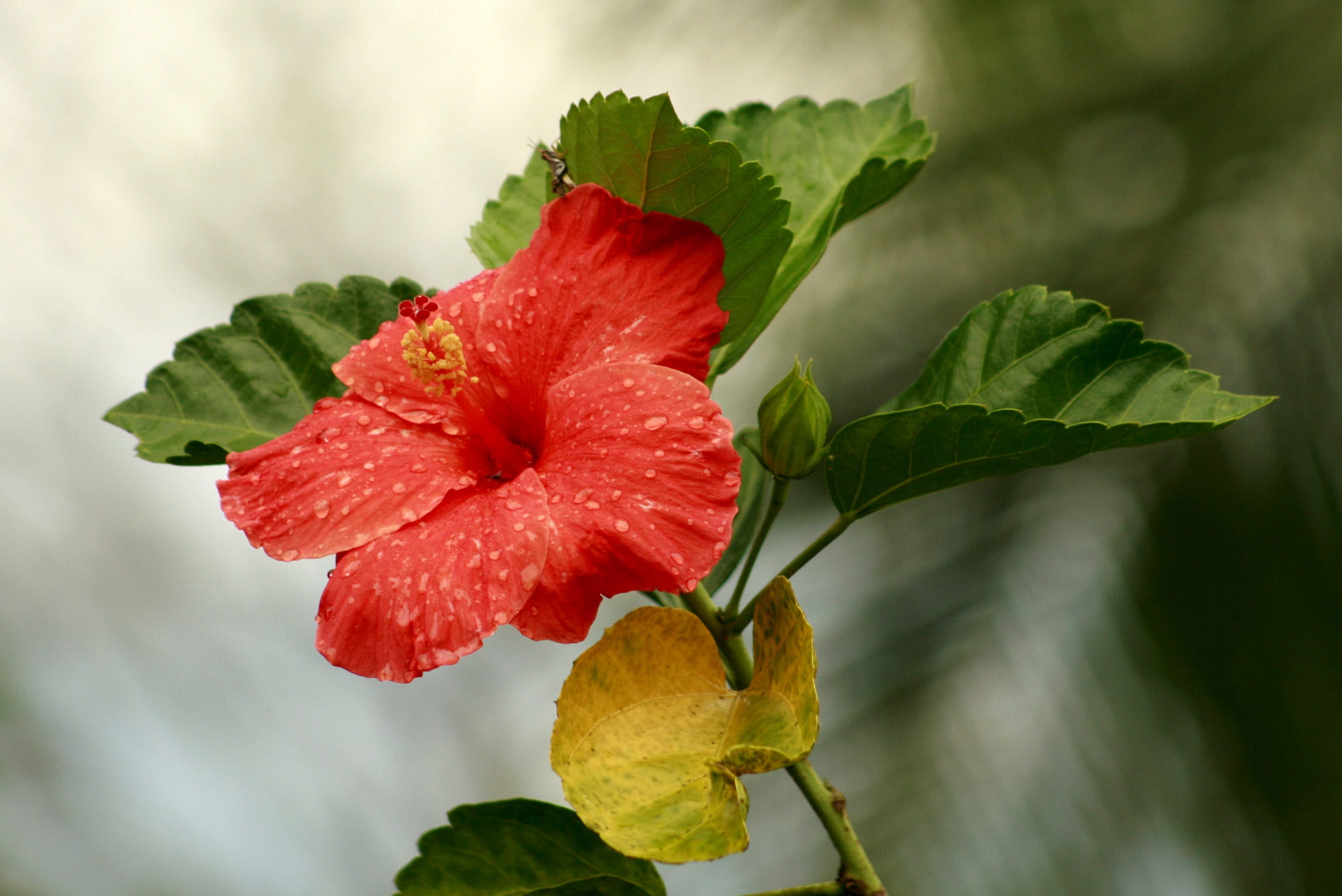 hibiscus red, field, wild, vulnerability, colombia, petal, eye-catching, vivid, fragility, beauty, inflorescence, the painted, antioquia, horizontal, colorful, HD Wallpaper