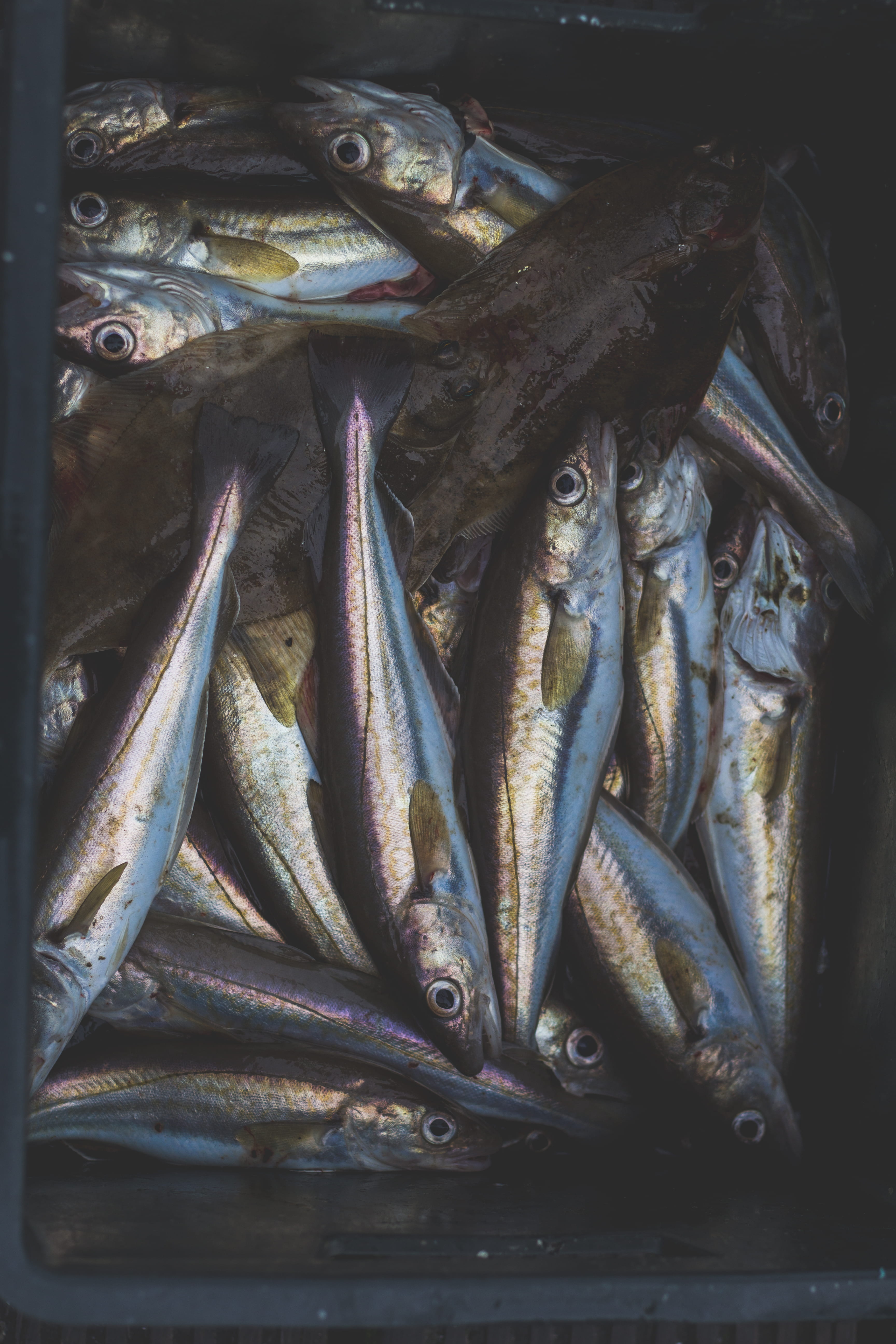 market, freshness, seafood, close-up, half, dead, catch, vertebrate, healthy eating, consumerism, 5K, no people, wellbeing, food, basket, alive, abundance, Phone HD Wallpaper