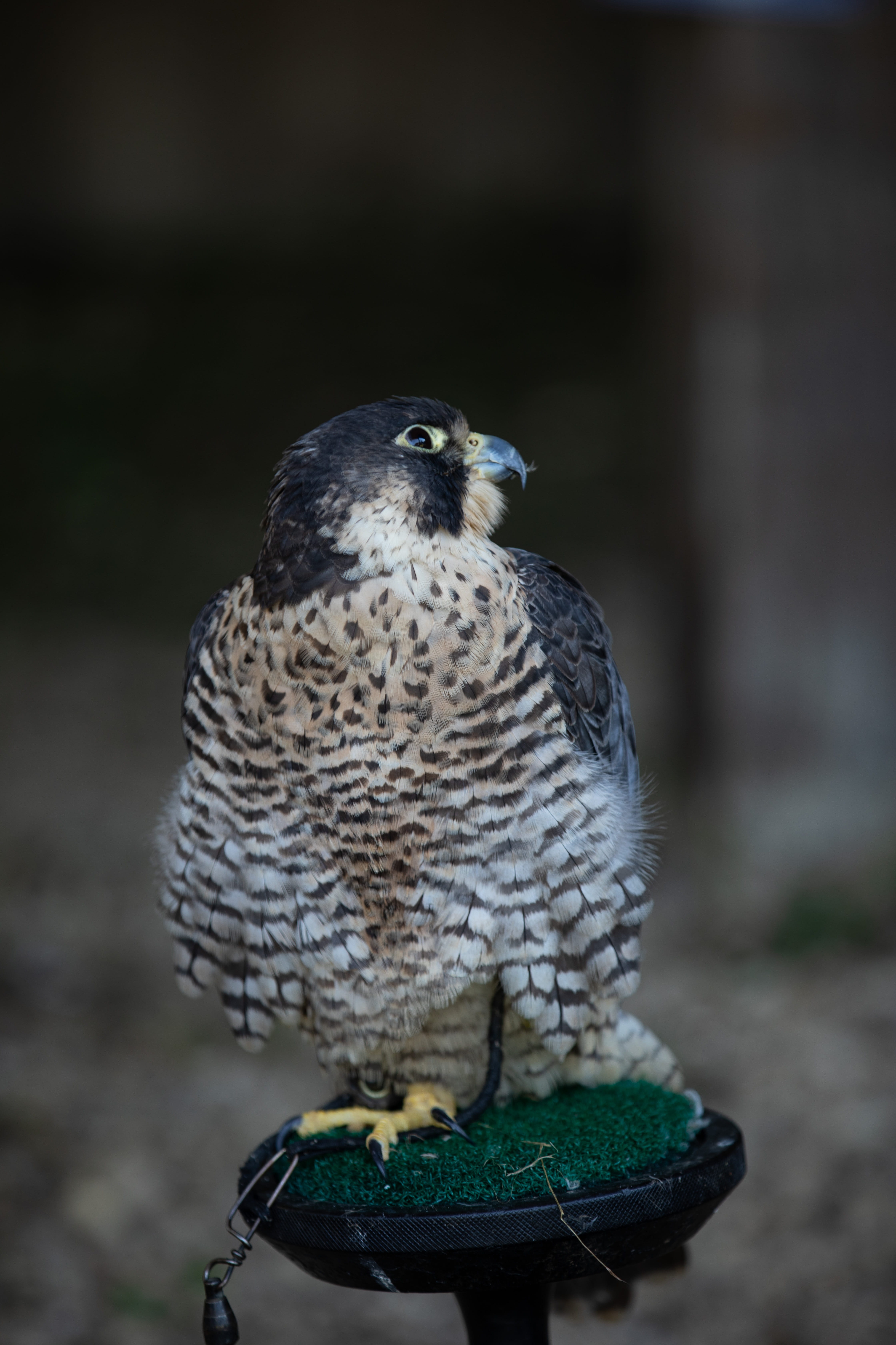 focus on foreground, close-up, vertebrate, plumage, no people, 5K, nature, perching, looking at camera, predator, bird of prey, animal wildlife, front view, Phone HD Wallpaper