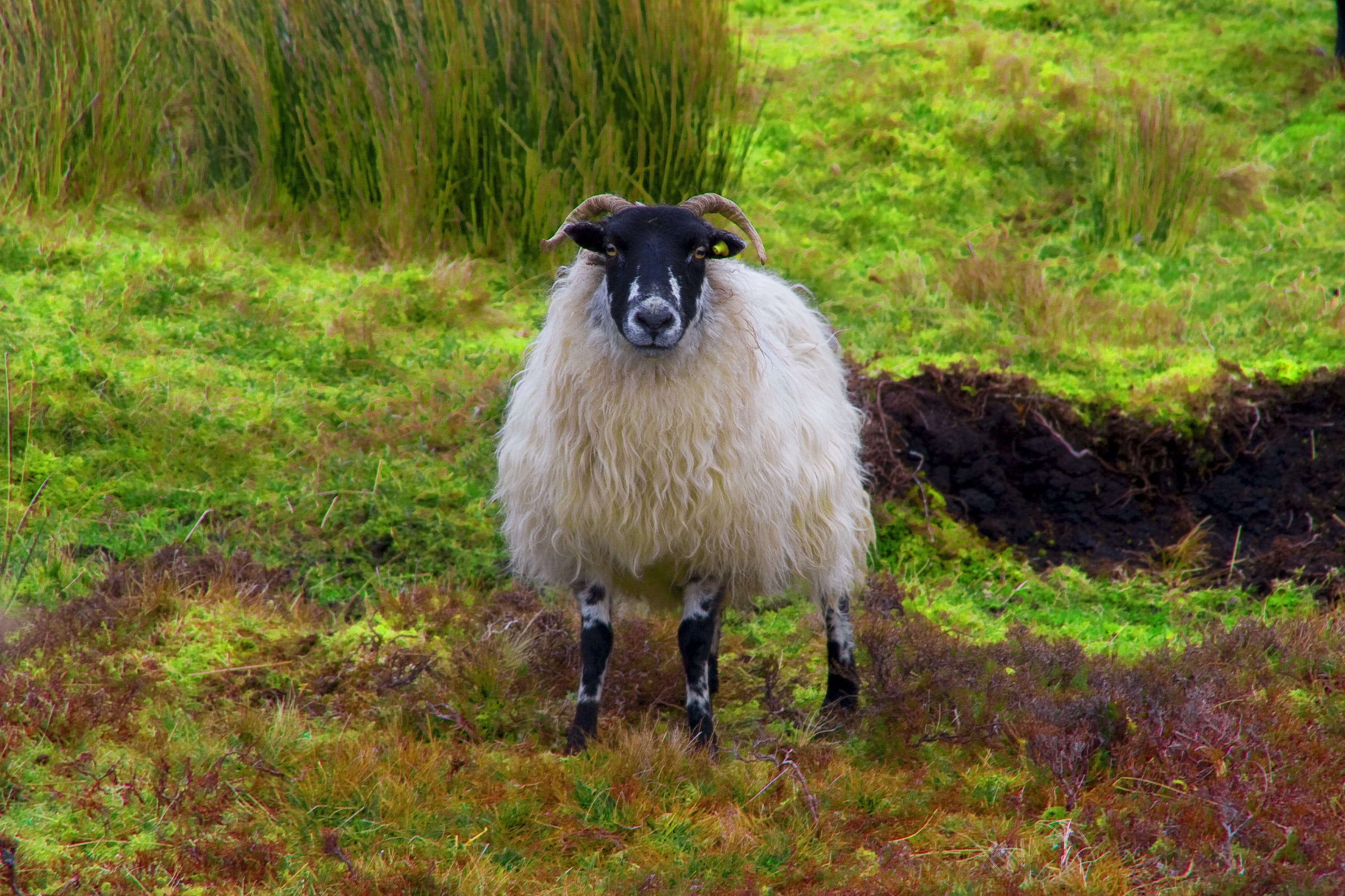 landscape, day, sheep, mountain, vertebrate, herbivorous, bogland, europe, one animal, looking at camera, animal, field, heather, pets, no people, wool, HD Wallpaper