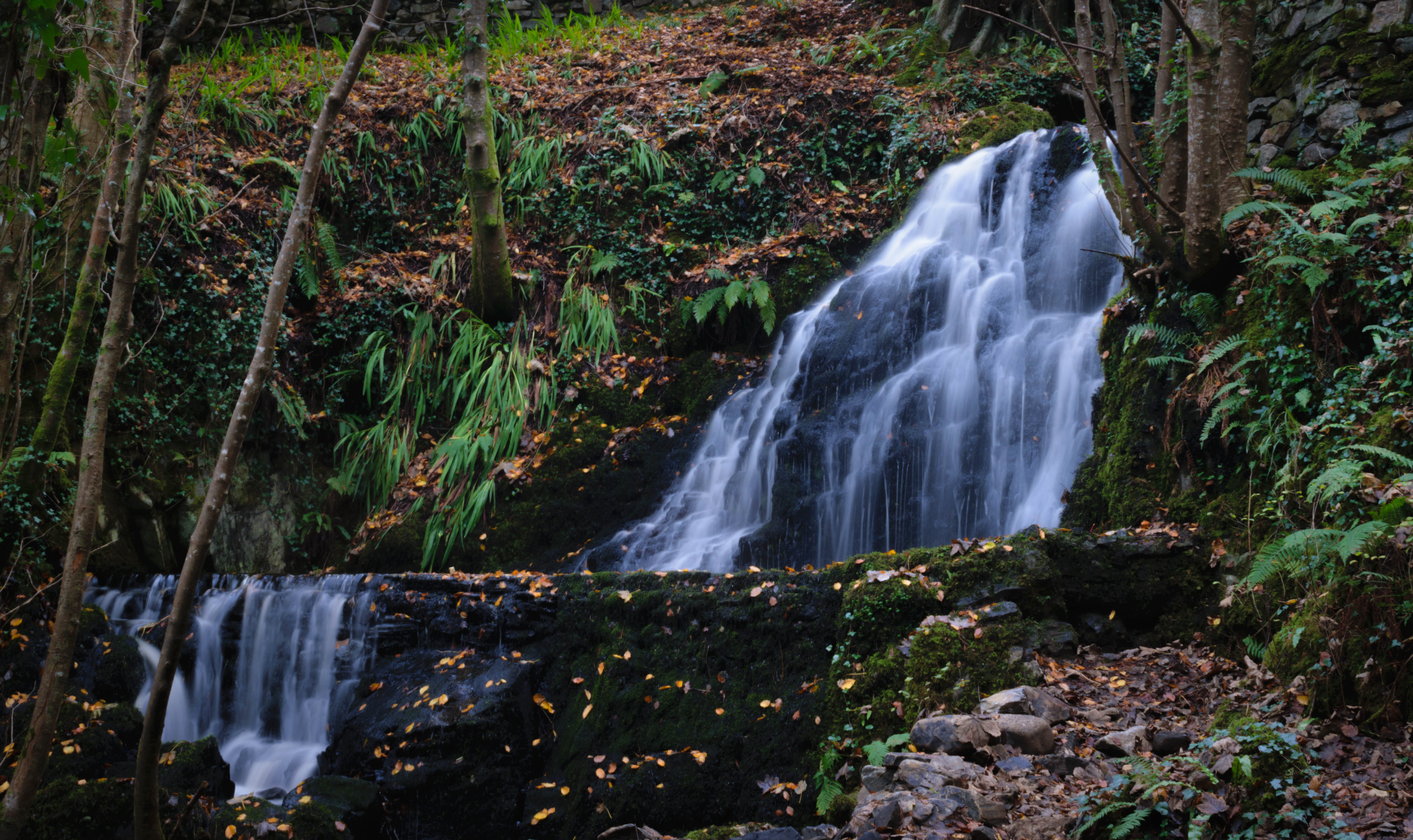 outdoors, 5K, flowing, solid, nature, rainforest, flowing water, no people, connemara national park, greenireland, letterfrack, rock, beauty in nature, HD Wallpaper