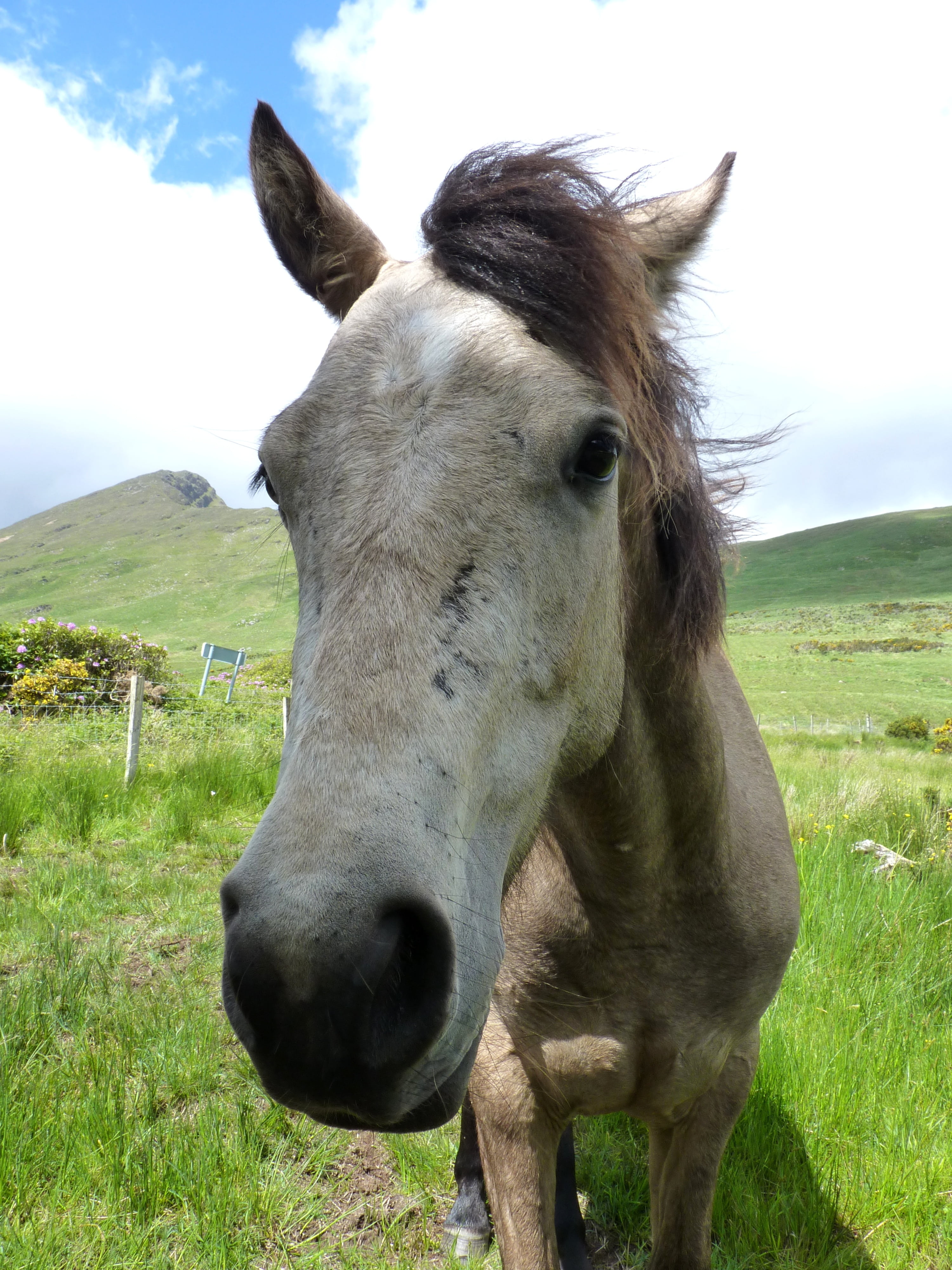 horse, livestock, close, mammal, domestic animals, horse head, one animal, sky, animal, domestic, ireland, outdoors, mane, animal themes, field, connemara pony, Phone HD Wallpaper