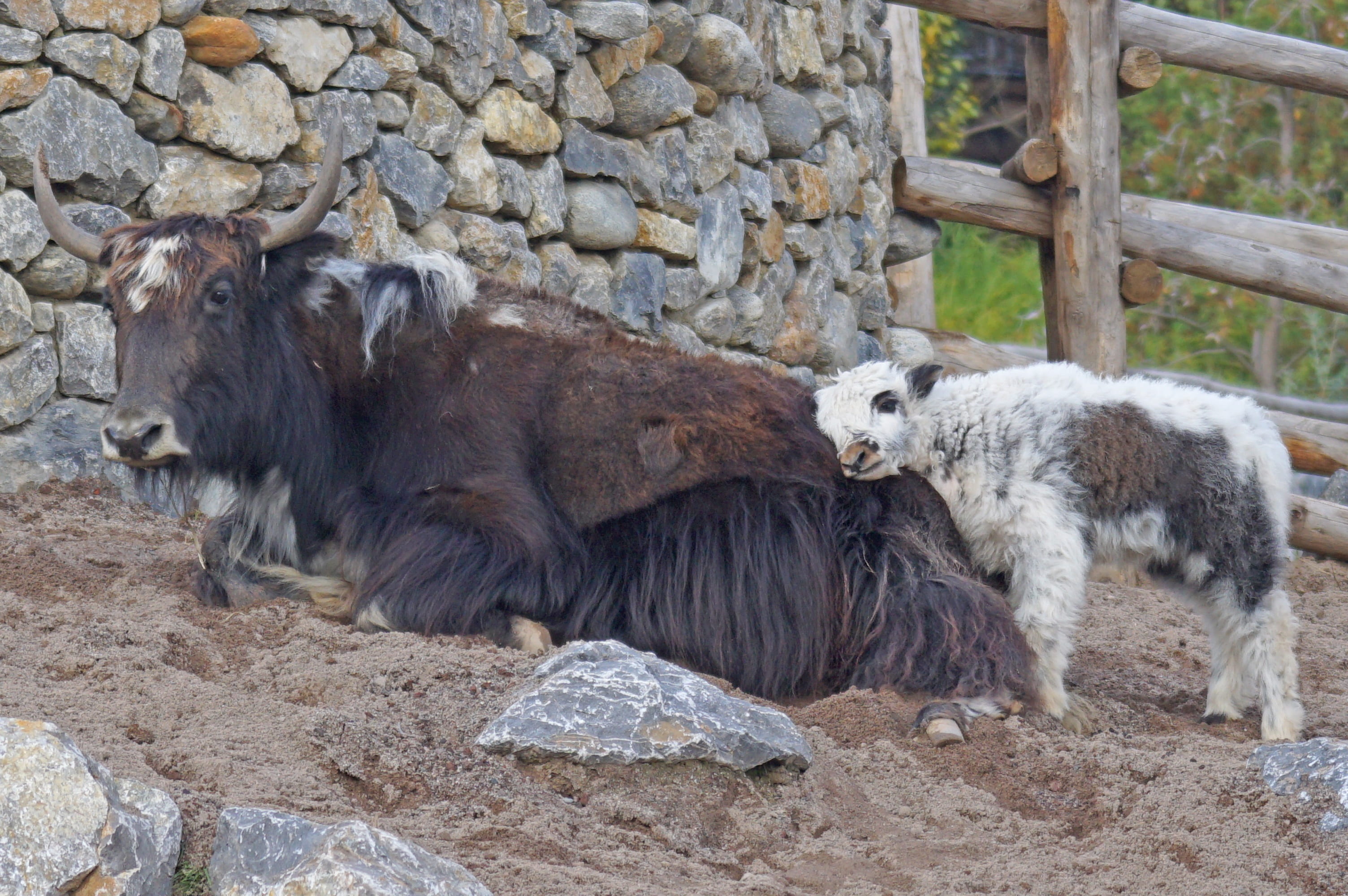 animal wildlife, mongolia, no people, day, herbivorous, white, beef, sheep, yak, livestock, young animal, animals in the wild, two animals, animal themes, HD Wallpaper