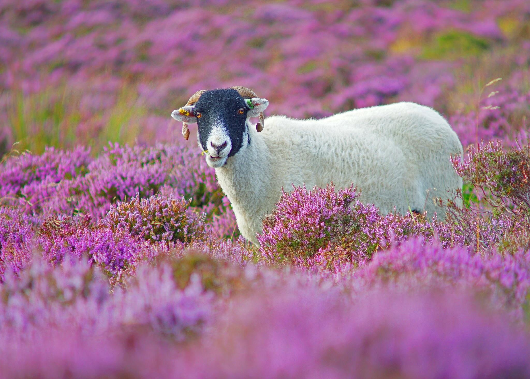 sheep, white, black, 1080P, goat, lilac, grass, flowers, HD Wallpaper