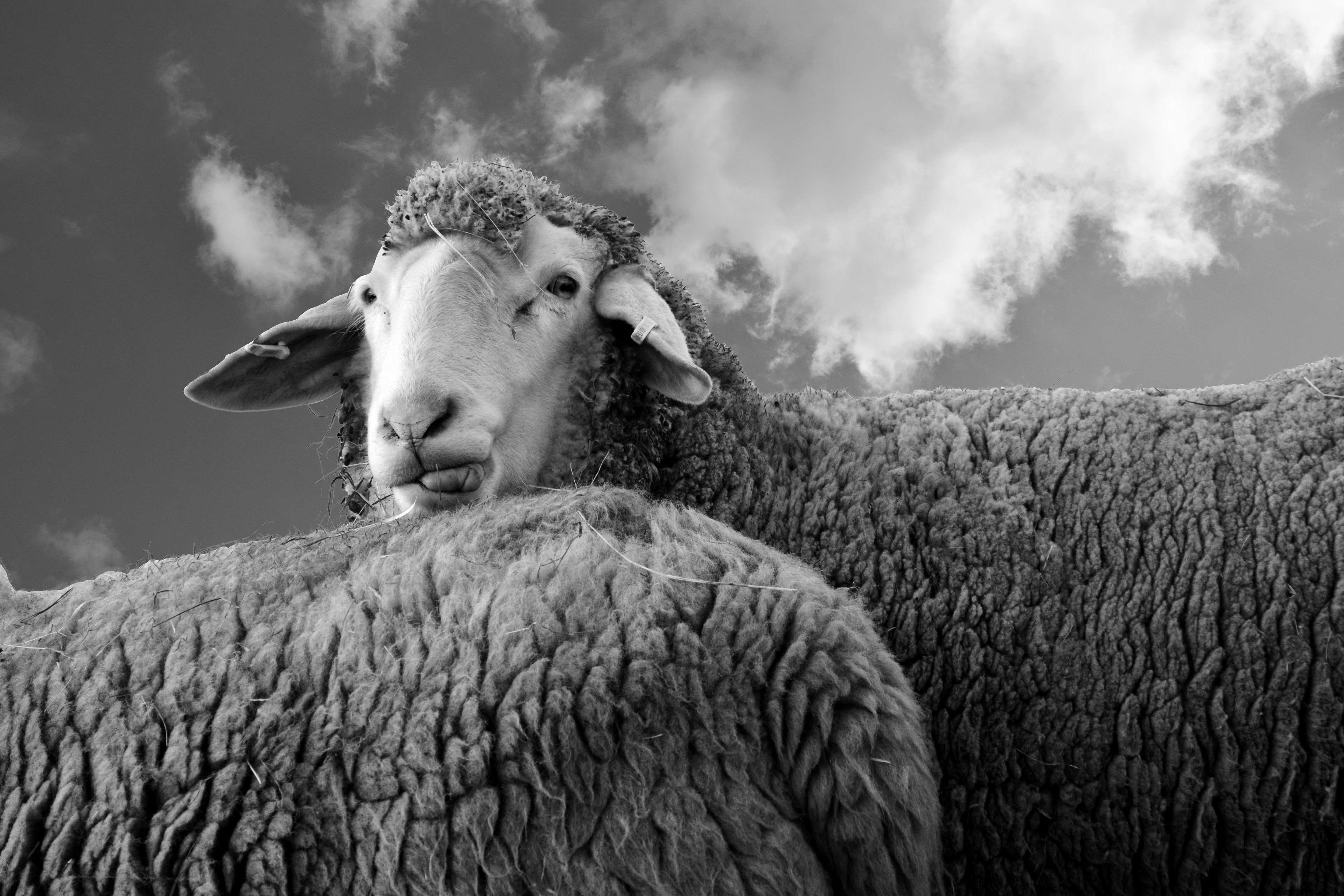 fur, black and white, livestock, agriculture, adult, cloud - sky, sky, one person, 4K, day, digital composite, pasture, monochrome, mammal, animal, portrait, HD Wallpaper