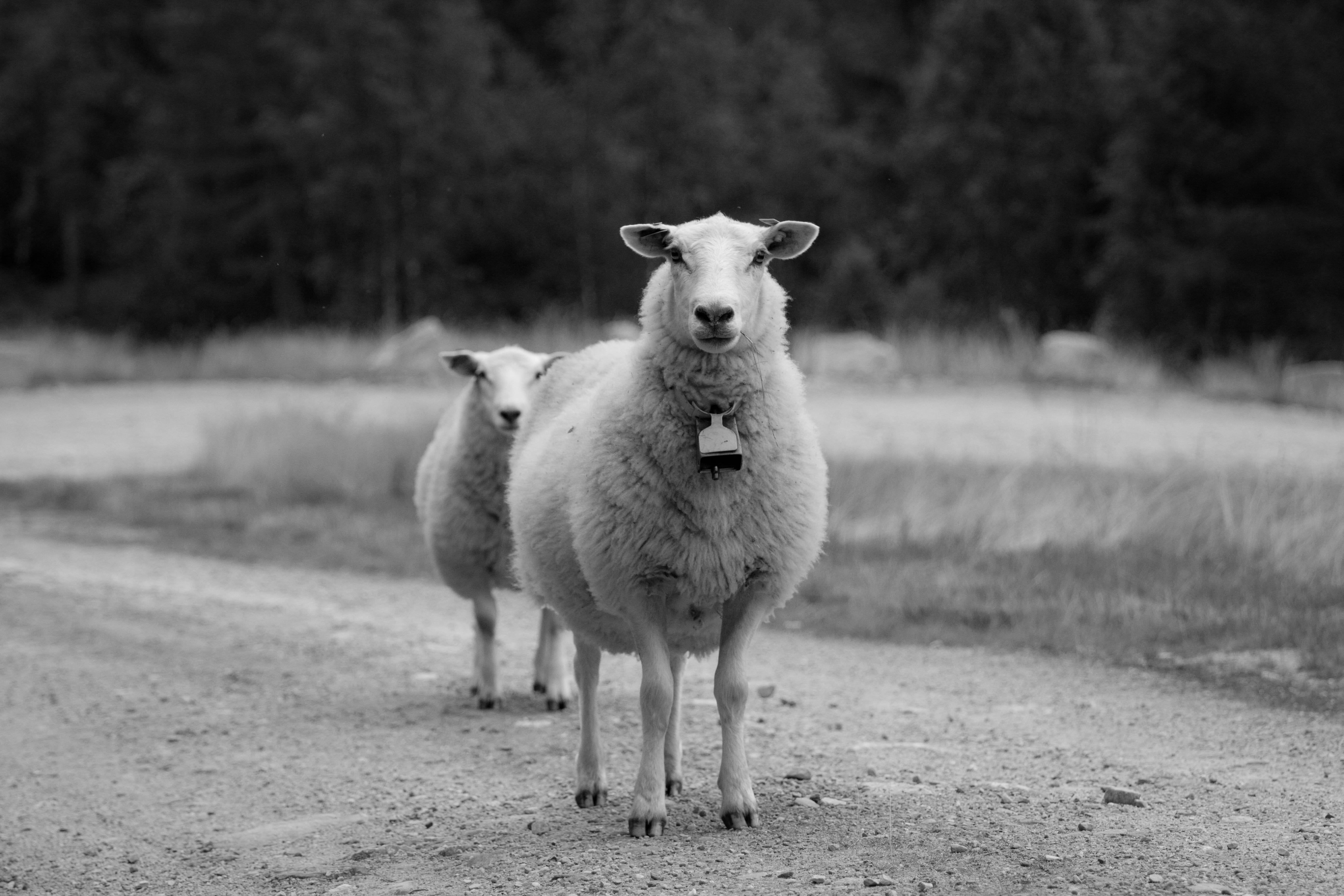 focus on foreground, domestic animals, animal themes, looking at camera, standing, looking, livestock, behind, nature, pets, animal, field, domestic, no people, HD Wallpaper