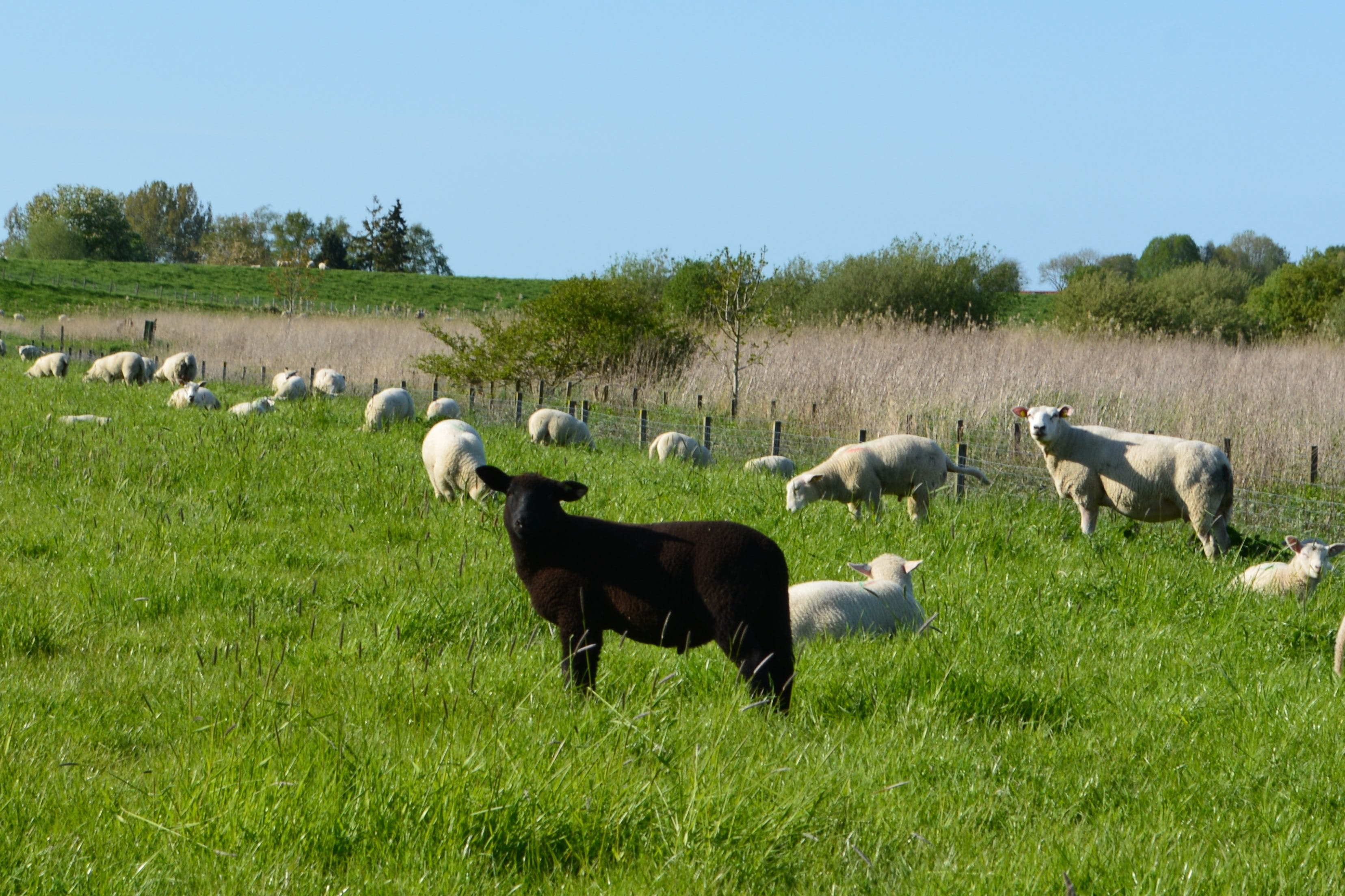 mammal, nature, large group of animals, animal, livestock, no people, farm, pets, black, vertebrate, grass, agriculture, sheep, field, animal themes, flock, HD Wallpaper