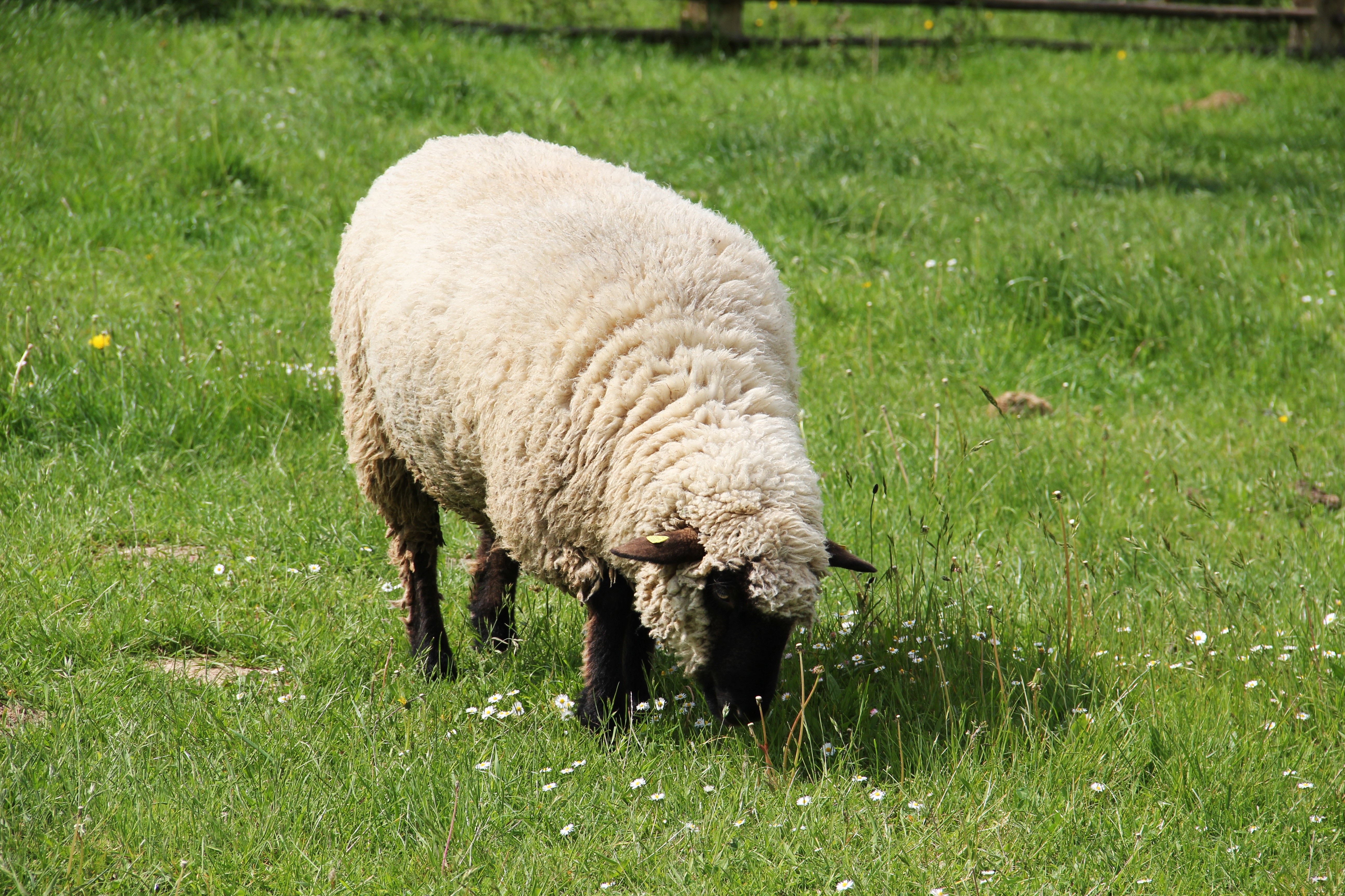 animal, field, herbivorous, pets, grass, domestic animals, animal world, plant, grazing sheep, peaceful, young, land, plain, vertebrate, agriculture, nature, HD Wallpaper