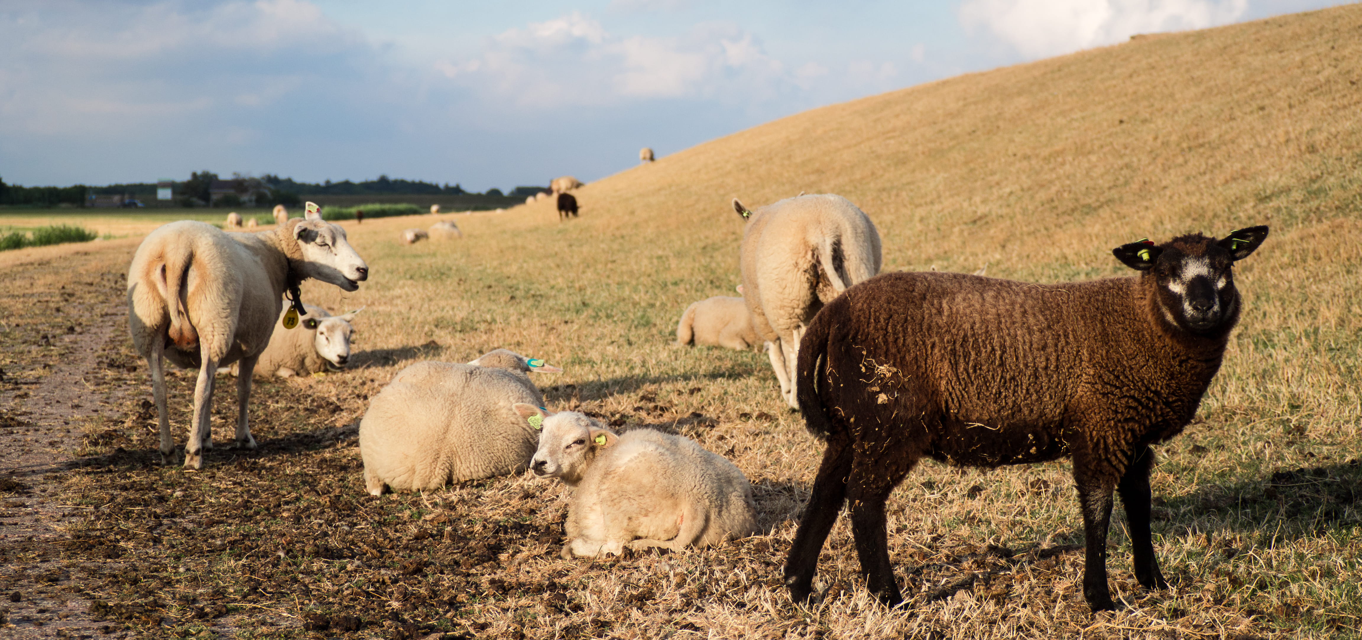 outdoors, agriculture, oosterend terschelling, sheep, schapen, animal, pets, vertebrate, domestic, environment, domestic animals, group of animals, no people, HD Wallpaper