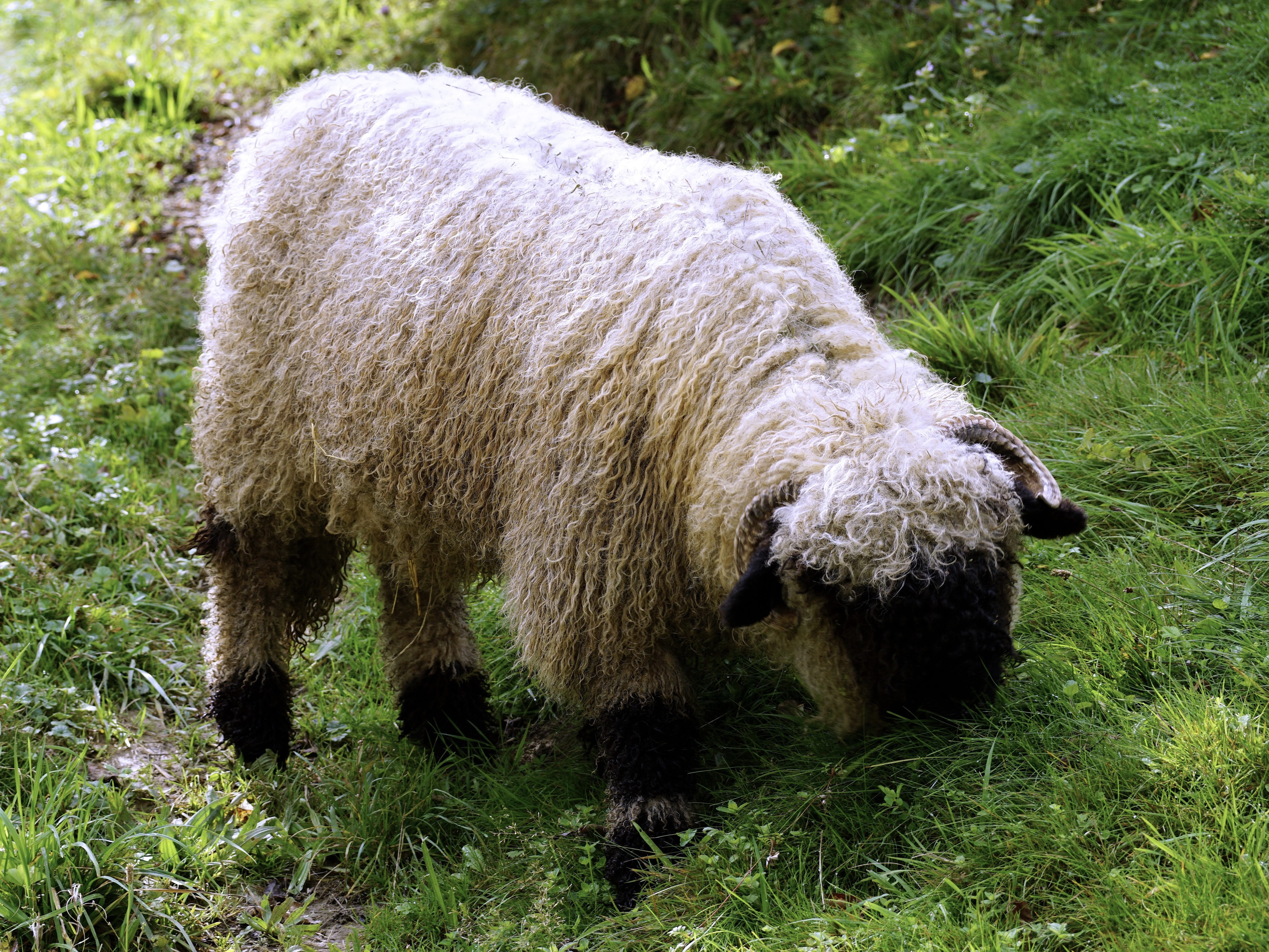 sheep, no people, grass, nature, twisted horns, 4K, green, animal themes, lamb, summer meadow, plant, growth, mammal, vertebrate, day, grass meadow, valais black nose sheep, HD Wallpaper