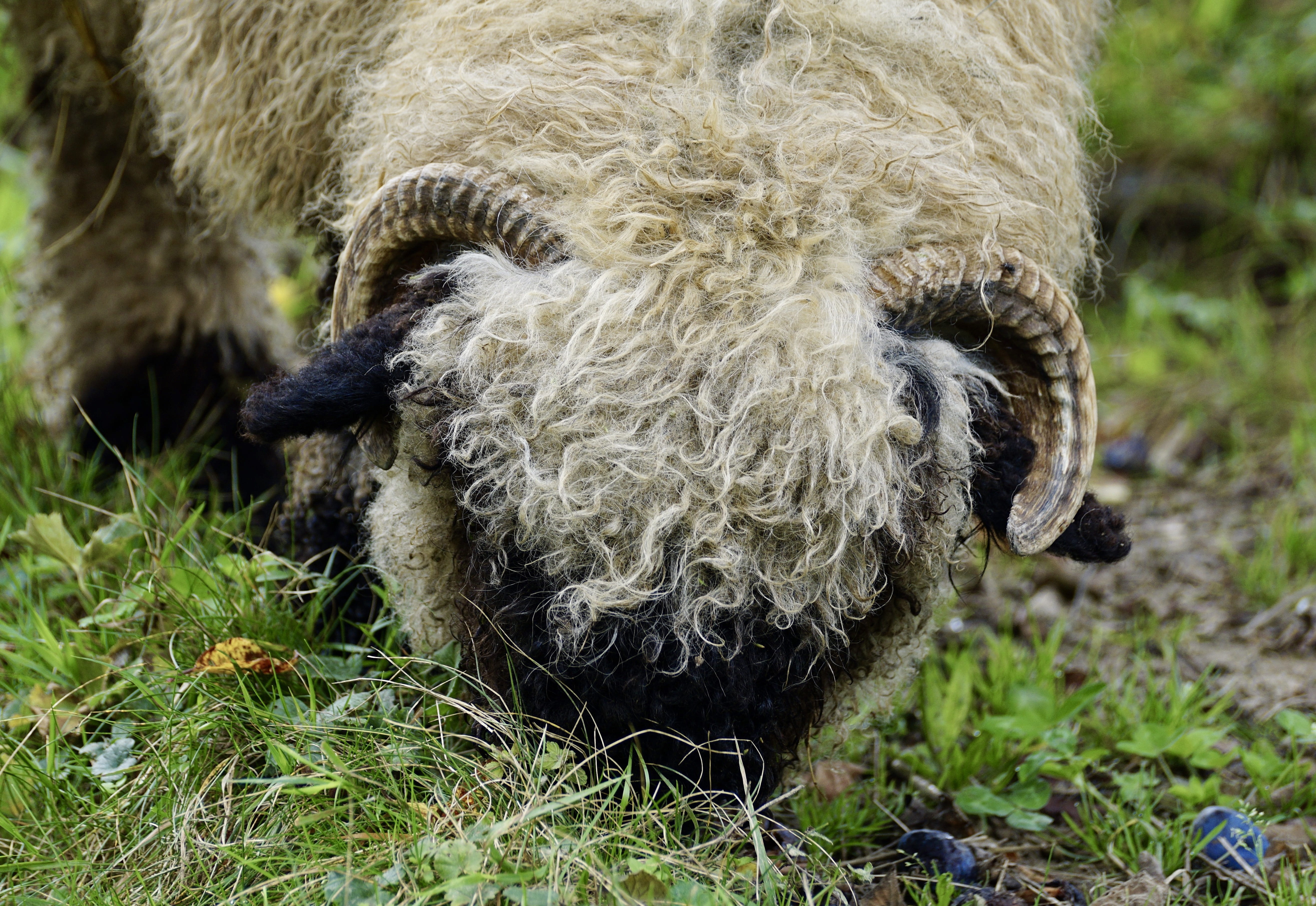 nature, animal wildlife, plant, vertebrate, horned, valais black nose sheep, 5K, horn, cute, close, herbivorous, frisch, wool, blade of grass, green, animal head, HD Wallpaper