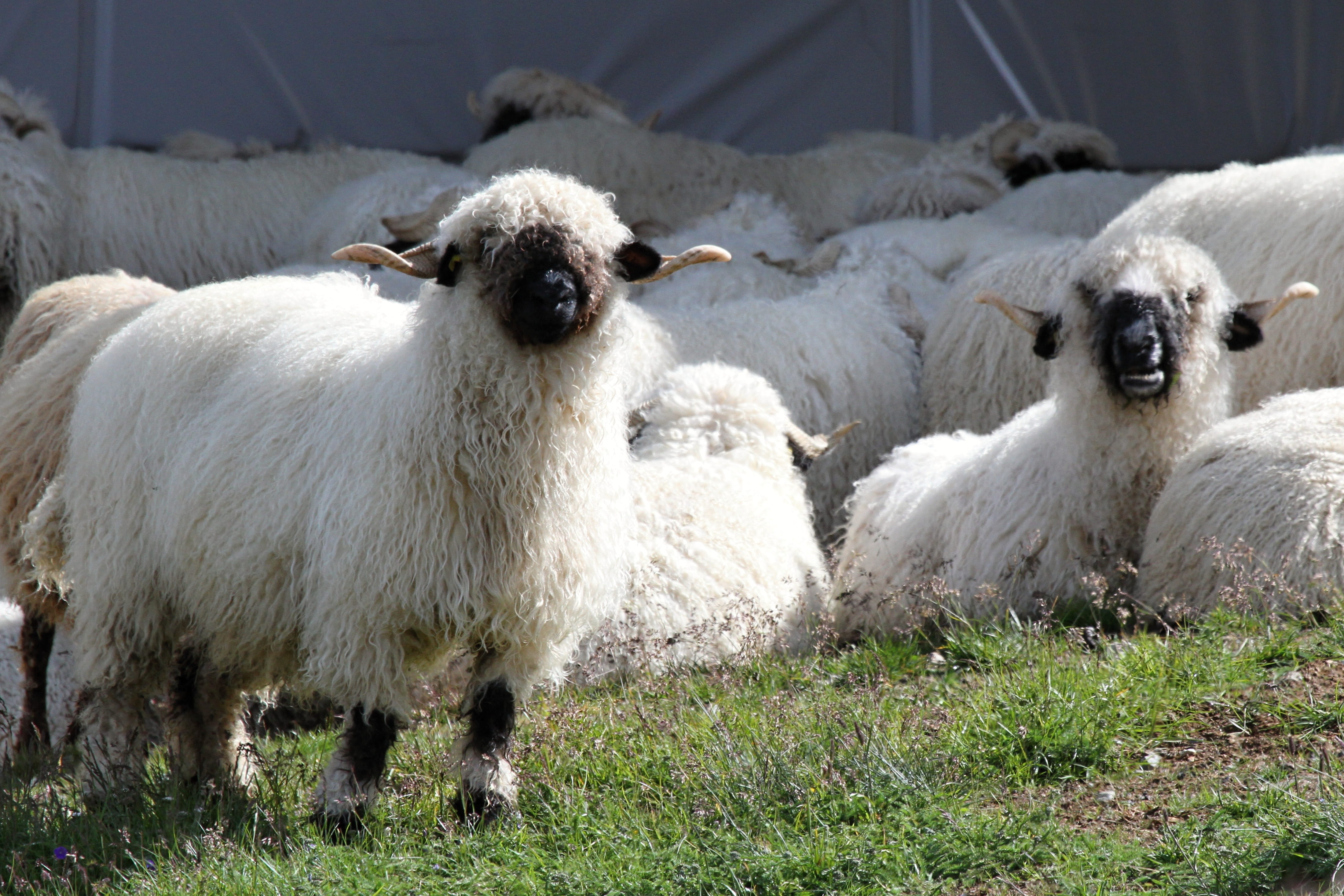 livestock, flock of sheep, fur, grass, agriculture, no people, herbivorous, land, day, valais, Nose, domestic, group of animals, vertebrate, outdoors, Flock, HD Wallpaper