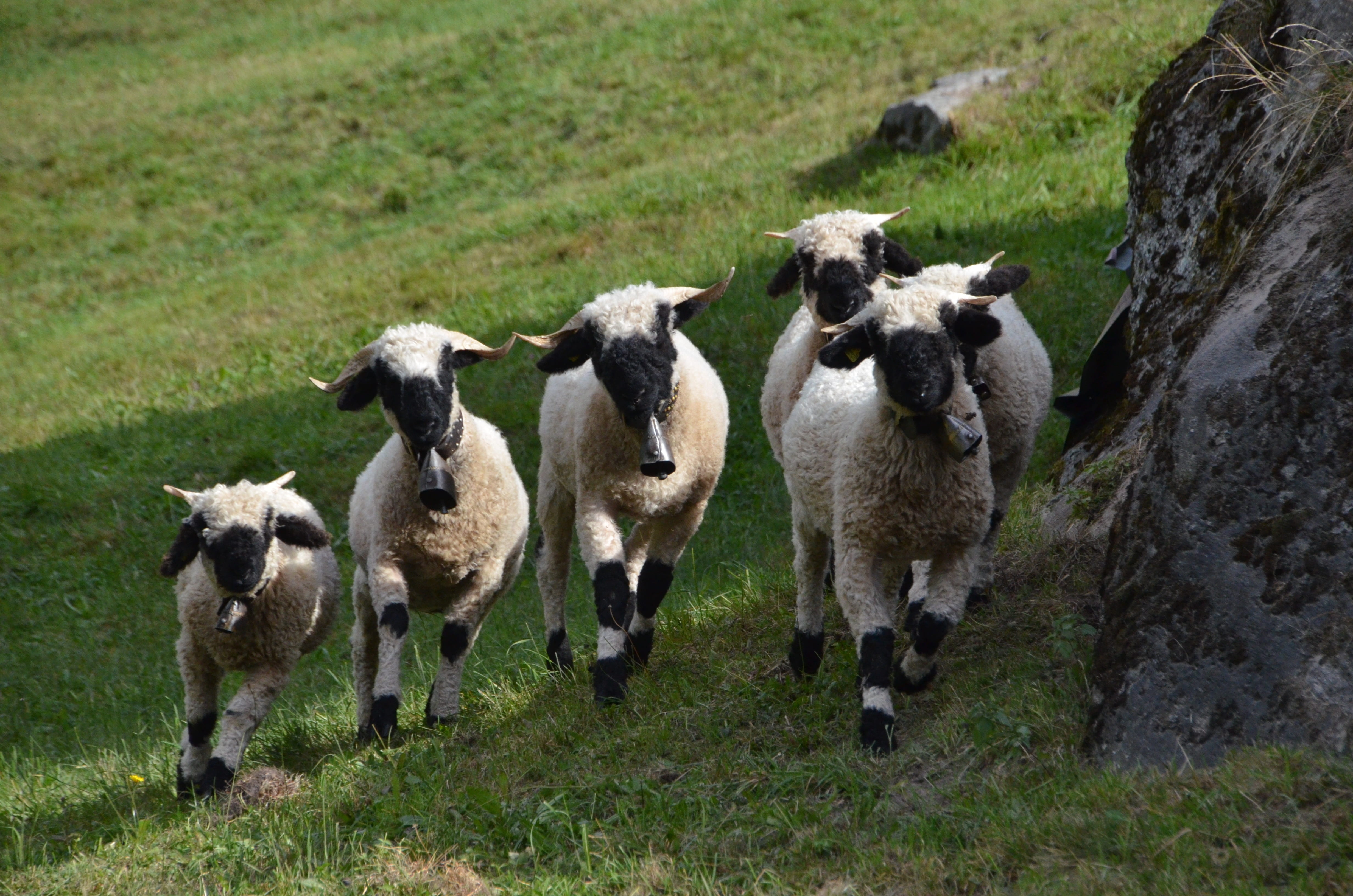 no people, black nose sheep, flock of valais, land, animal, herd, plant, flock of sheep, domestic, mammal, field, day, herbivorous, group of animals, livestock, HD Wallpaper
