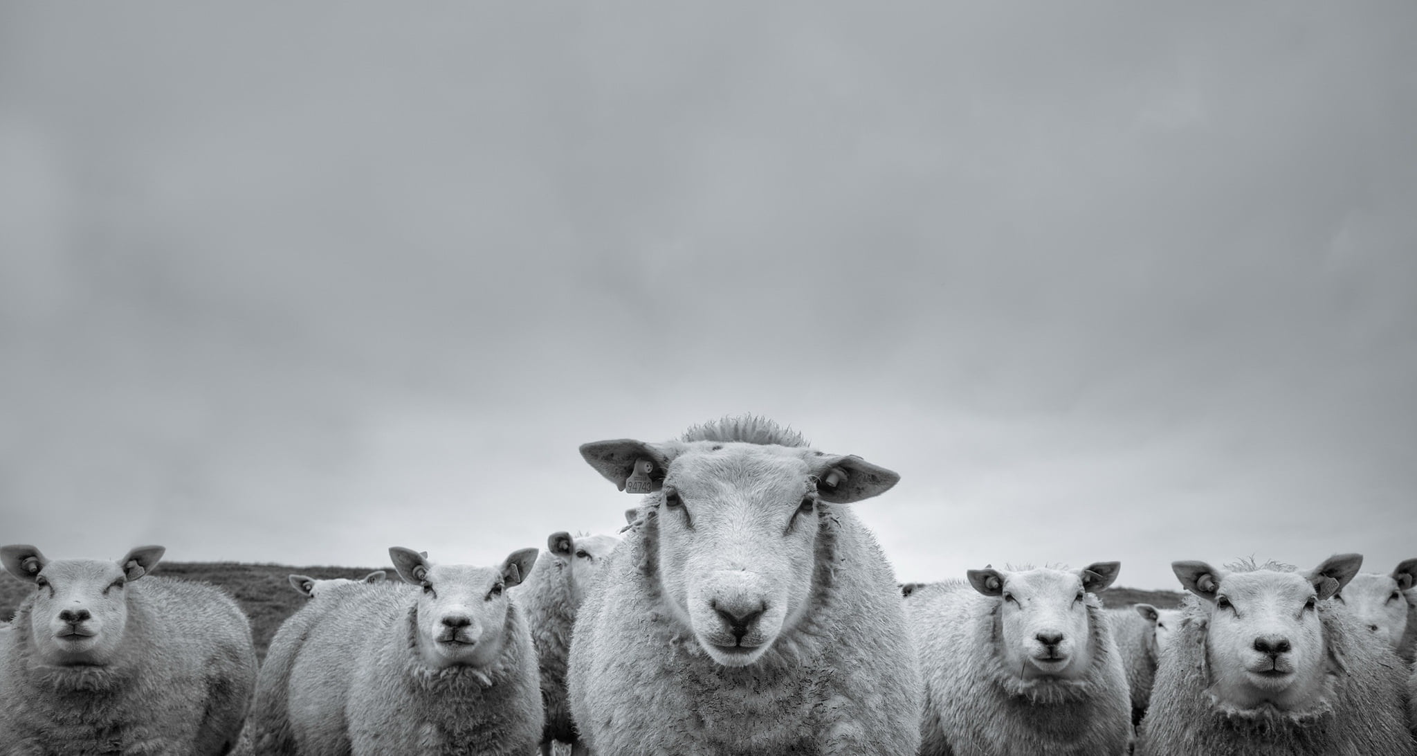 Stare, Animal, Black and White, 1080P, Sheep, HD Wallpaper