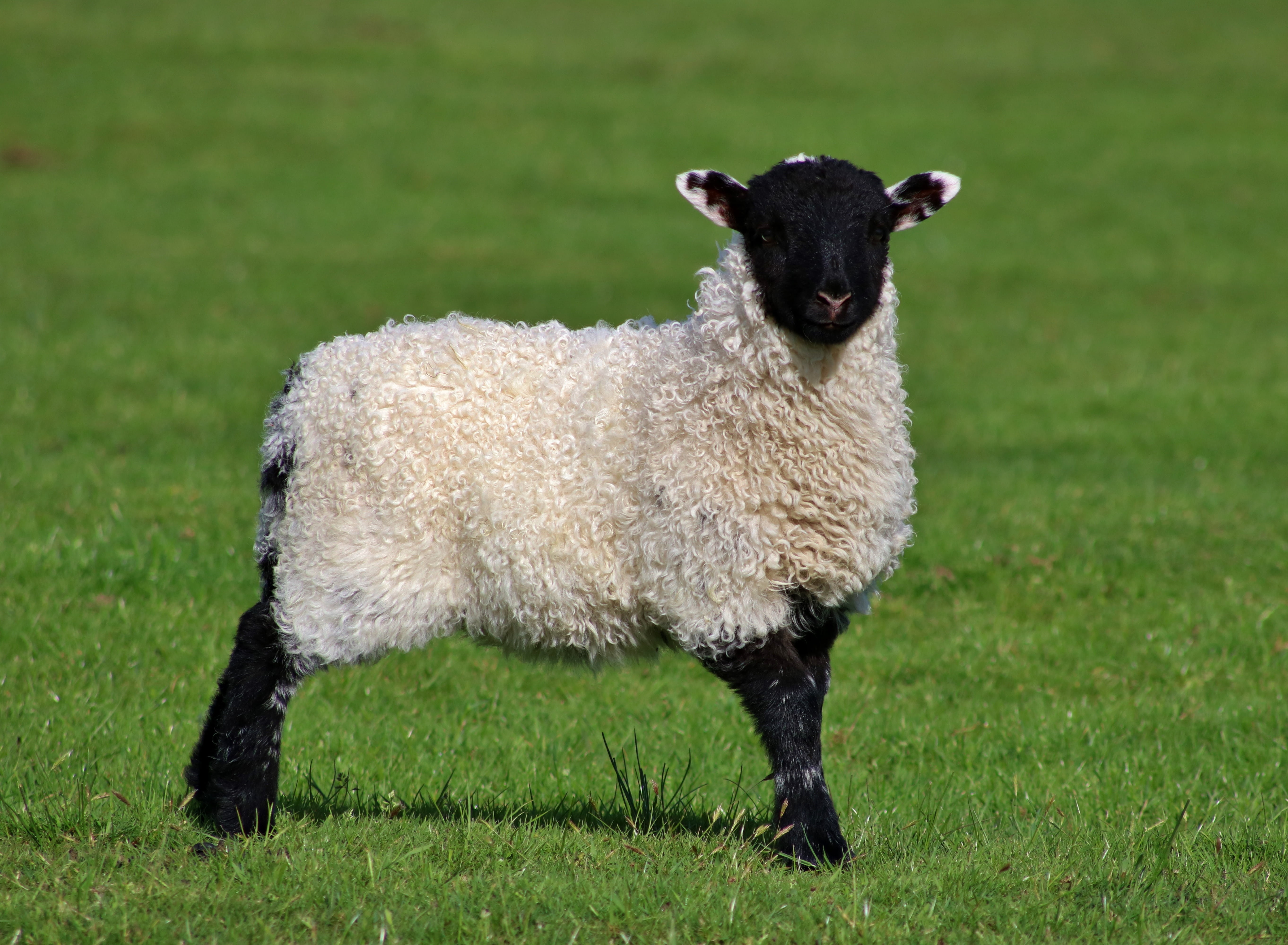 black, no people, pets, farm, one animal, animal themes, herbivorous, nature, textile, animal, portrait, sheep, white, wool, vertebrate, mammal, 5K, day, HD Wallpaper