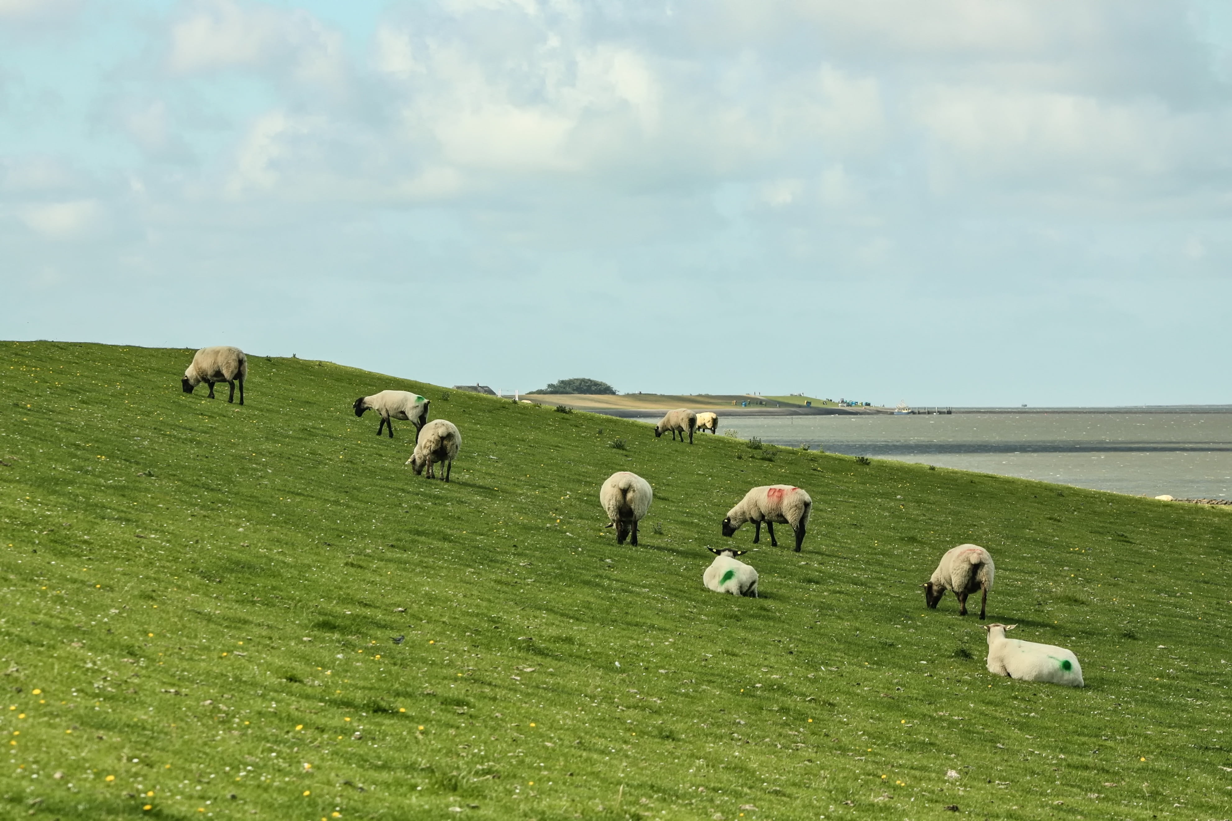 farm, pets, pellworm, grass, livestock, mammal, vertebrate, land, herd, black headed sheep meat, domestic, dike, domestic animals, agriculture, pasture, HD Wallpaper
