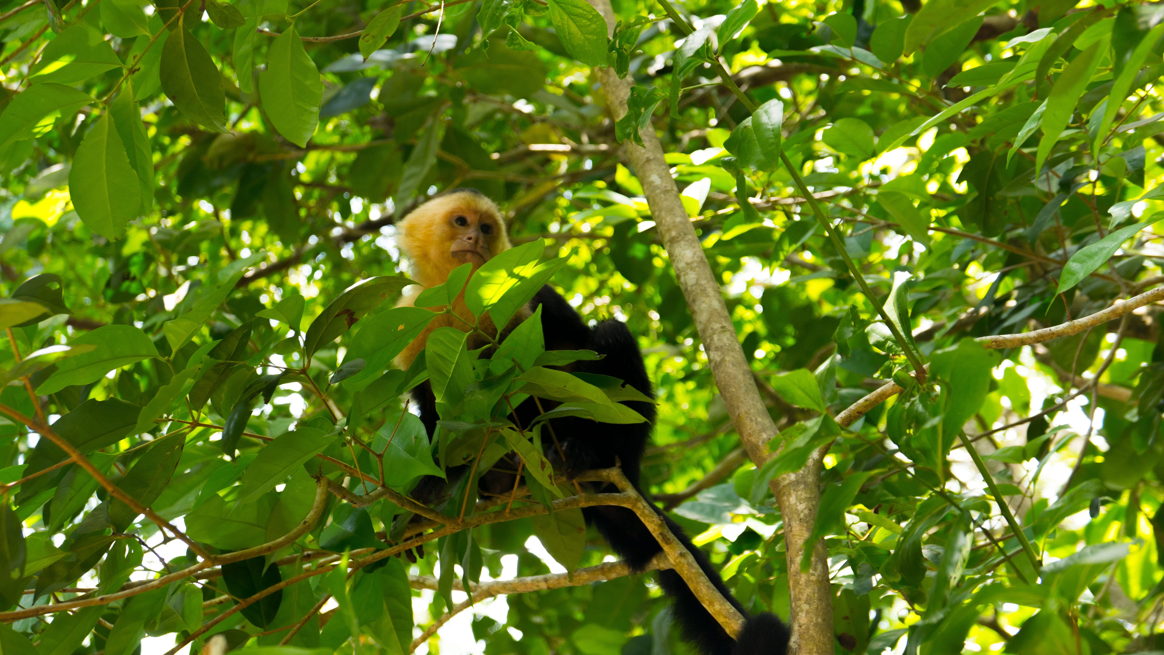 nature, parque nationnal, branch, manuel antonio, outdoors, vertebrate, growth, leaf, capuchin monkey, tree, costa rica, day, mammal, animal, primate, one animal, HD Wallpaper