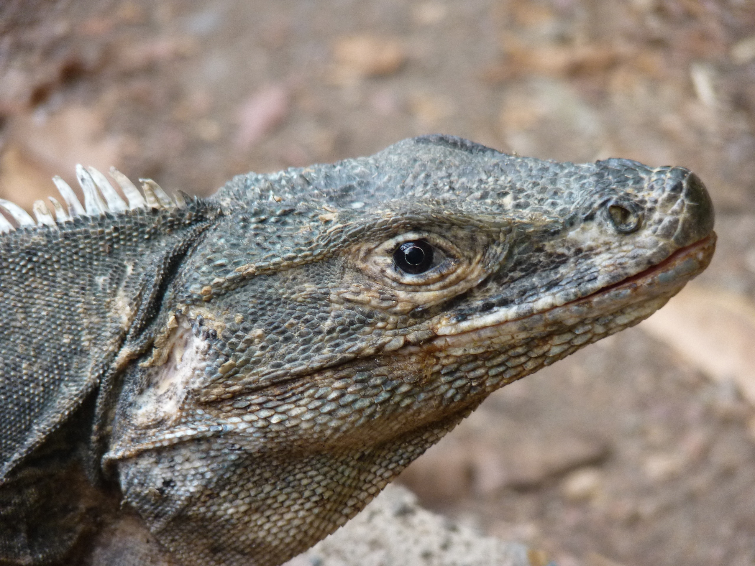 rock - object, iguana, costa rica, side view, 2K, focus on foreground, nature, animal, reptile, profile view, animal eye, animal scale, outdoors, animal head, HD Wallpaper