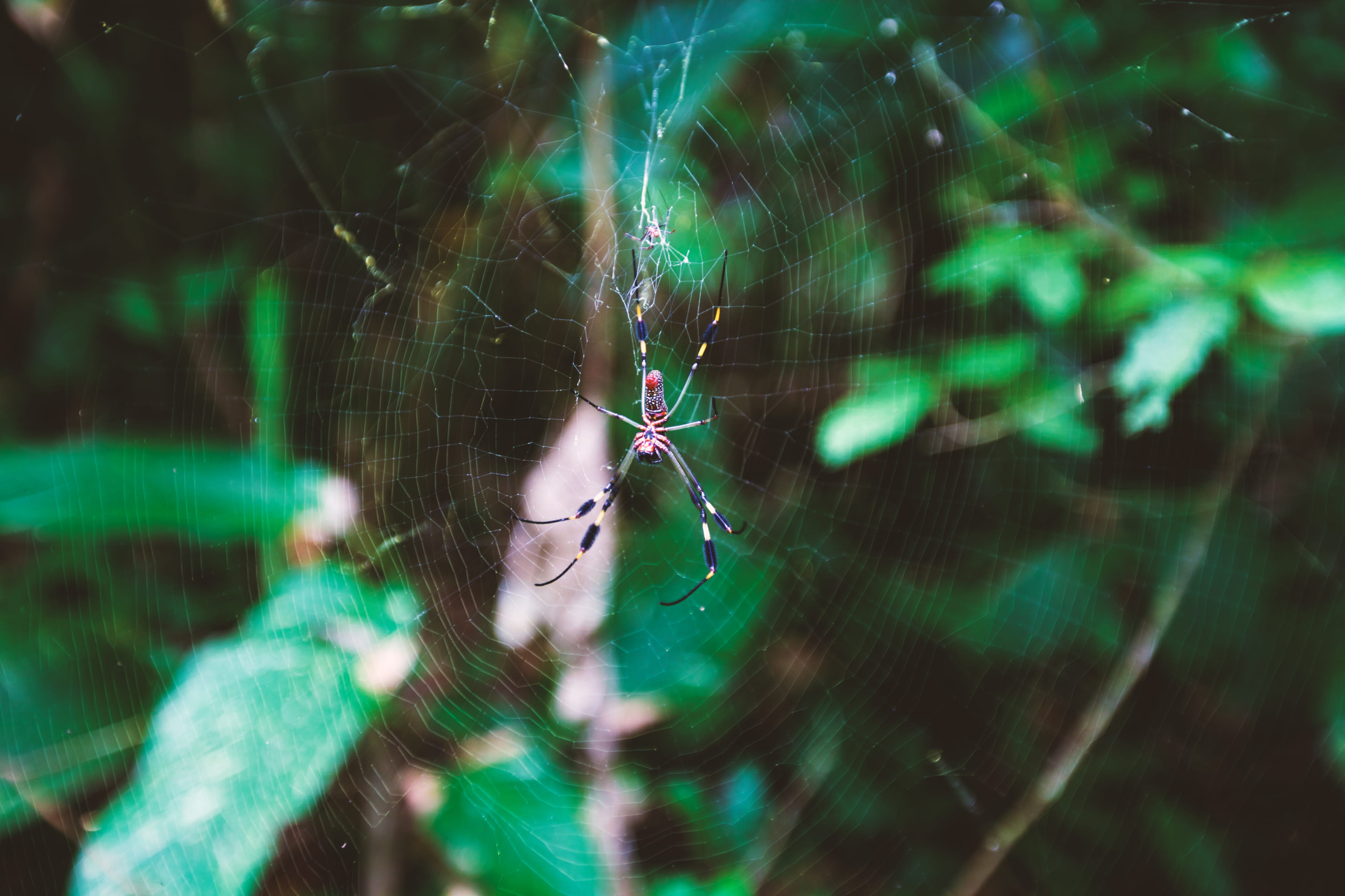 no people, animal, one animal, jungle, animal themes, manuel antonio beach, animal leg, insect, nature, arachnid, animal wildlife, animals in the wild, HD Wallpaper