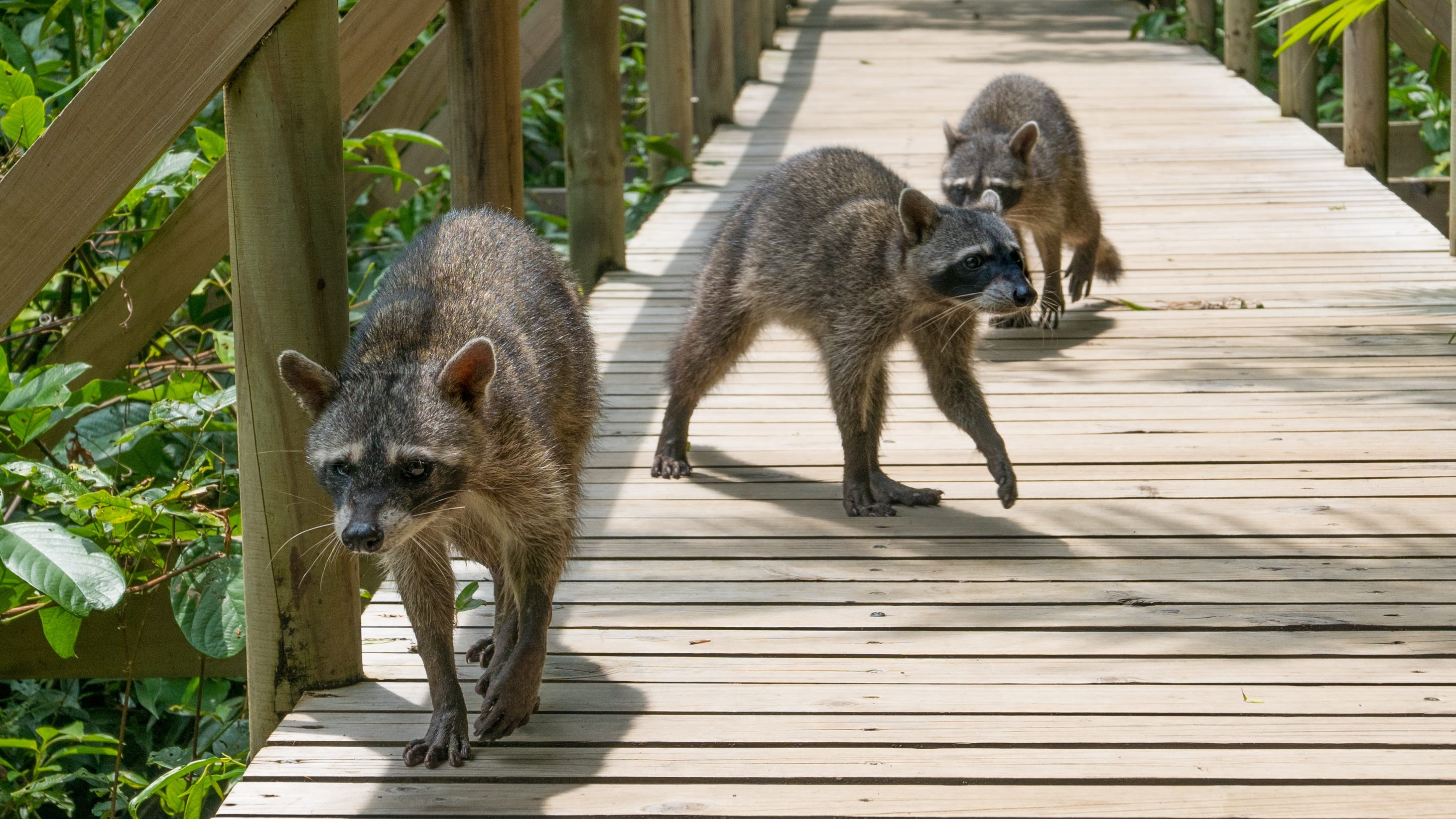outdoors, wood - material, raccoons, animal themes, animals in the wild, national park, railing, mammal, footpath, 2K, no people, plant, boardwalk, manuel antonio, HD Wallpaper