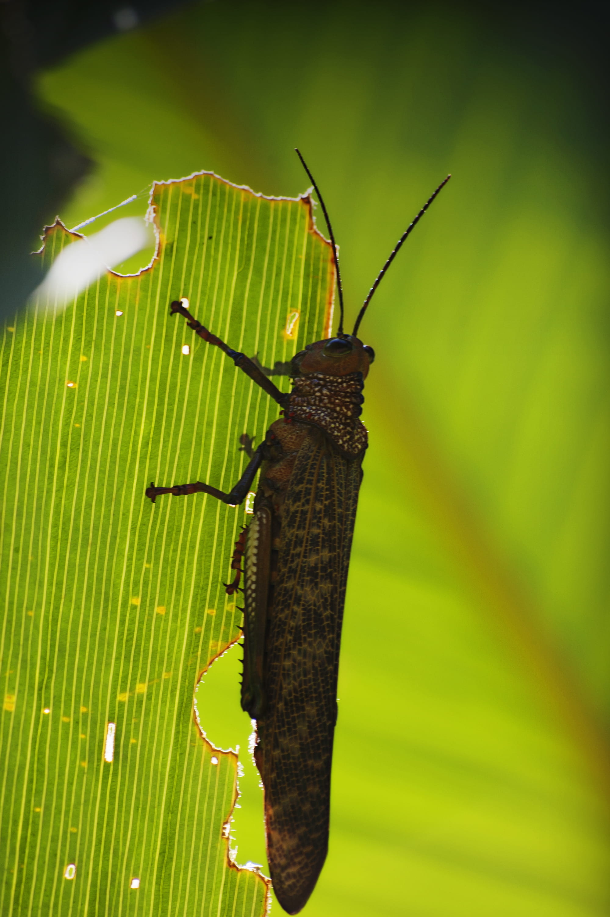 plant part, green color, animal themes, plant, bug, insect, no people, outdoors, grasshopper, focus on foreground, rainforest, nature, leaf, costa rica, Phone HD Wallpaper