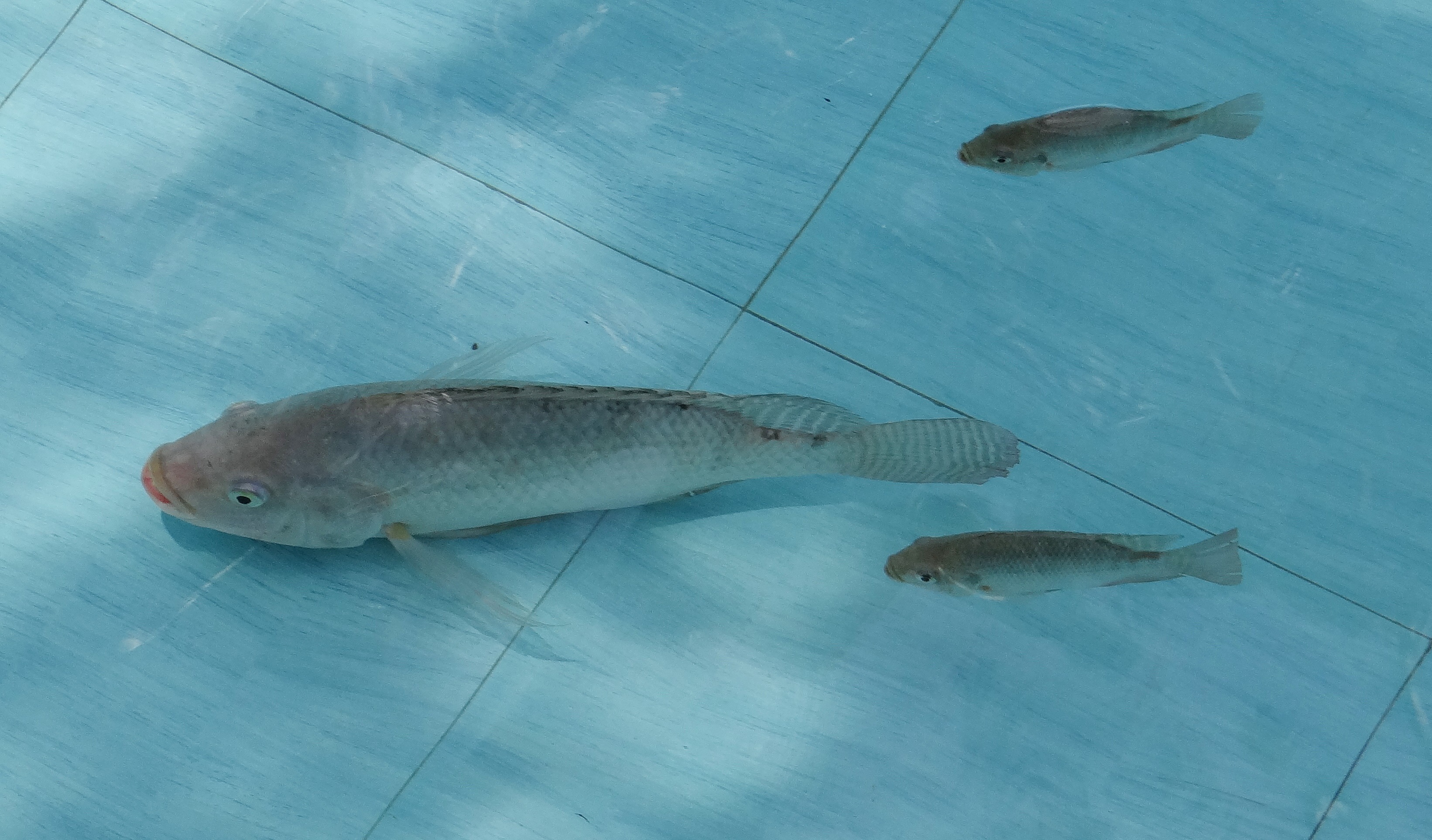 marine, fresh water, sea life, tilapia, underwater, dharwad, fishing industry, sea, high angle view, india, catch of fish, no people, fauna, two animals, HD Wallpaper