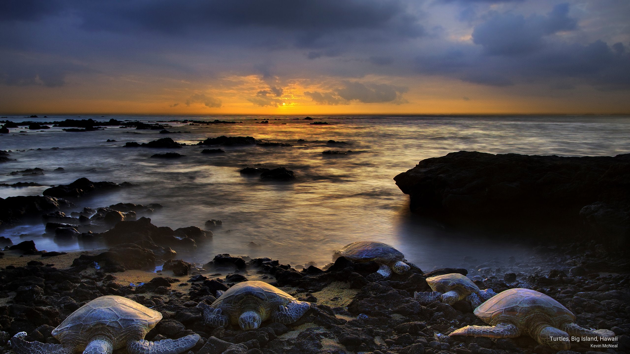 2K, island, hawaii, big, Animals, turtles, HD Wallpaper
