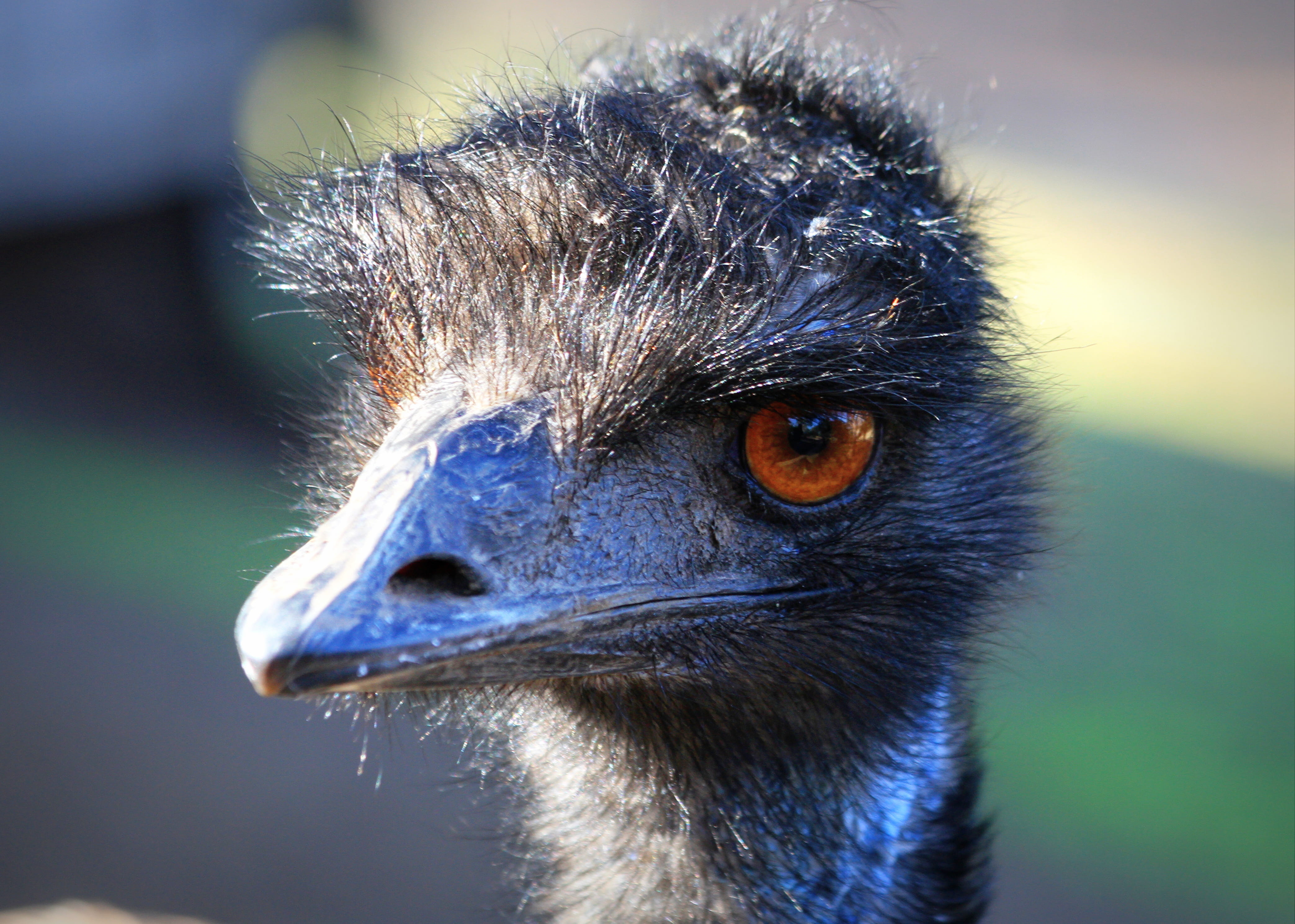 looking, animal, animals in the wild, animal neck, animal themes, beak, nature, eye, looking away, profile view, ostrich, emu, focus on foreground, animal wildlife, HD Wallpaper