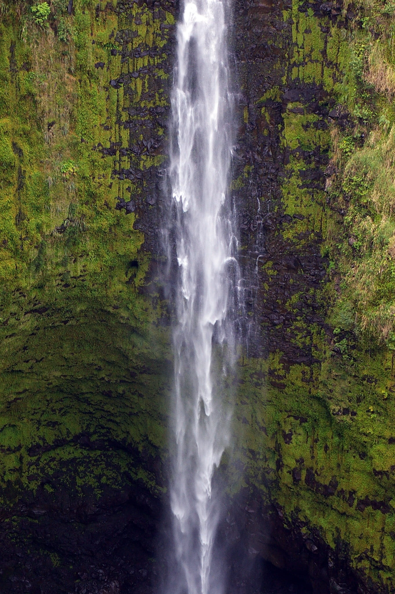flowing water, environment, tree, land, no people, nature, motion, outdoors, scenics, falling water, waterfall, growth, non-urban scene, Akaka Falls, Big Island, Phone HD Wallpaper