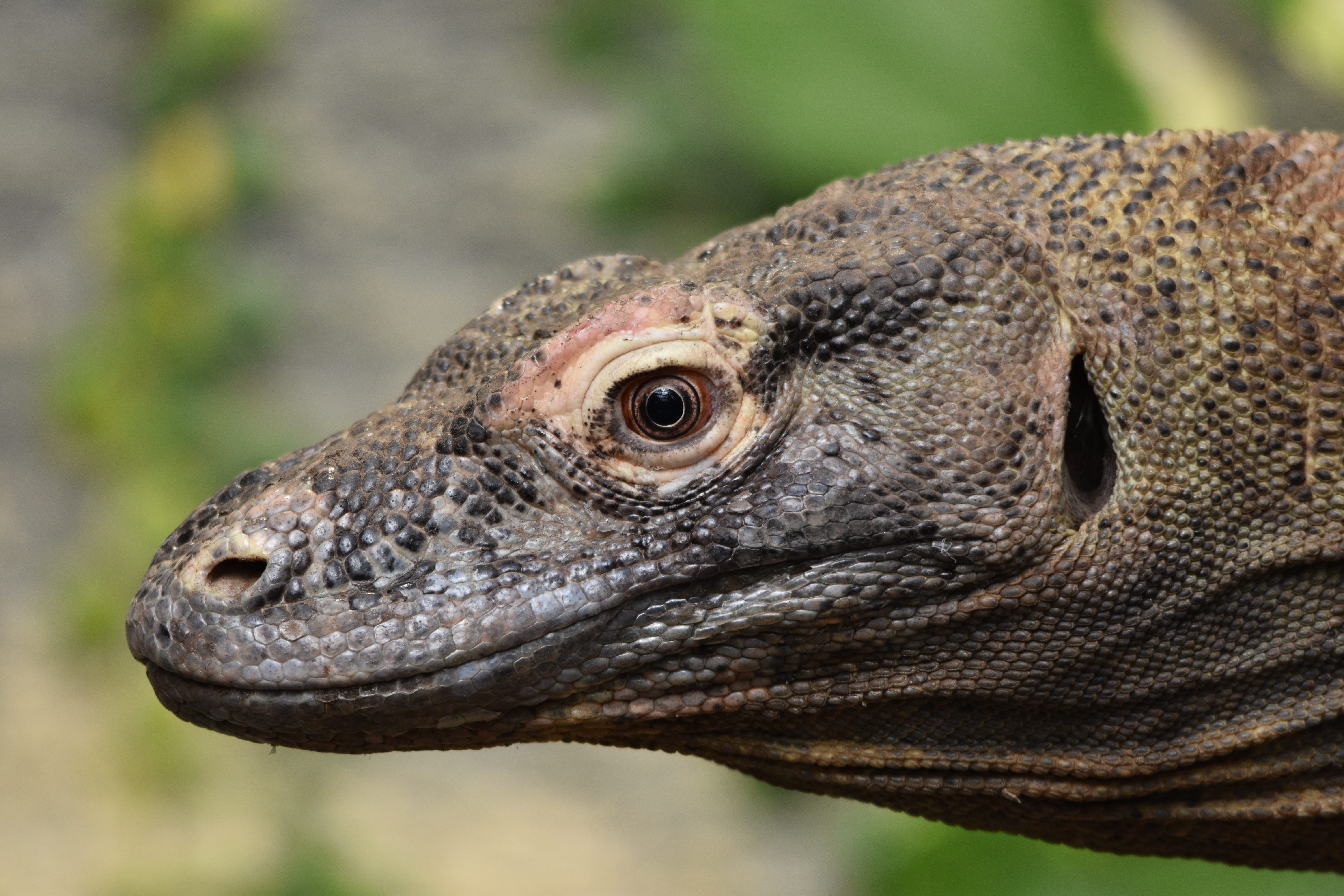 big, animal scale, day, monitor, carnivore, no people, wildlife, animal head, iguana, island, reptile, animals in the wild, indonesia, komodoensis, vertebrate, HD Wallpaper