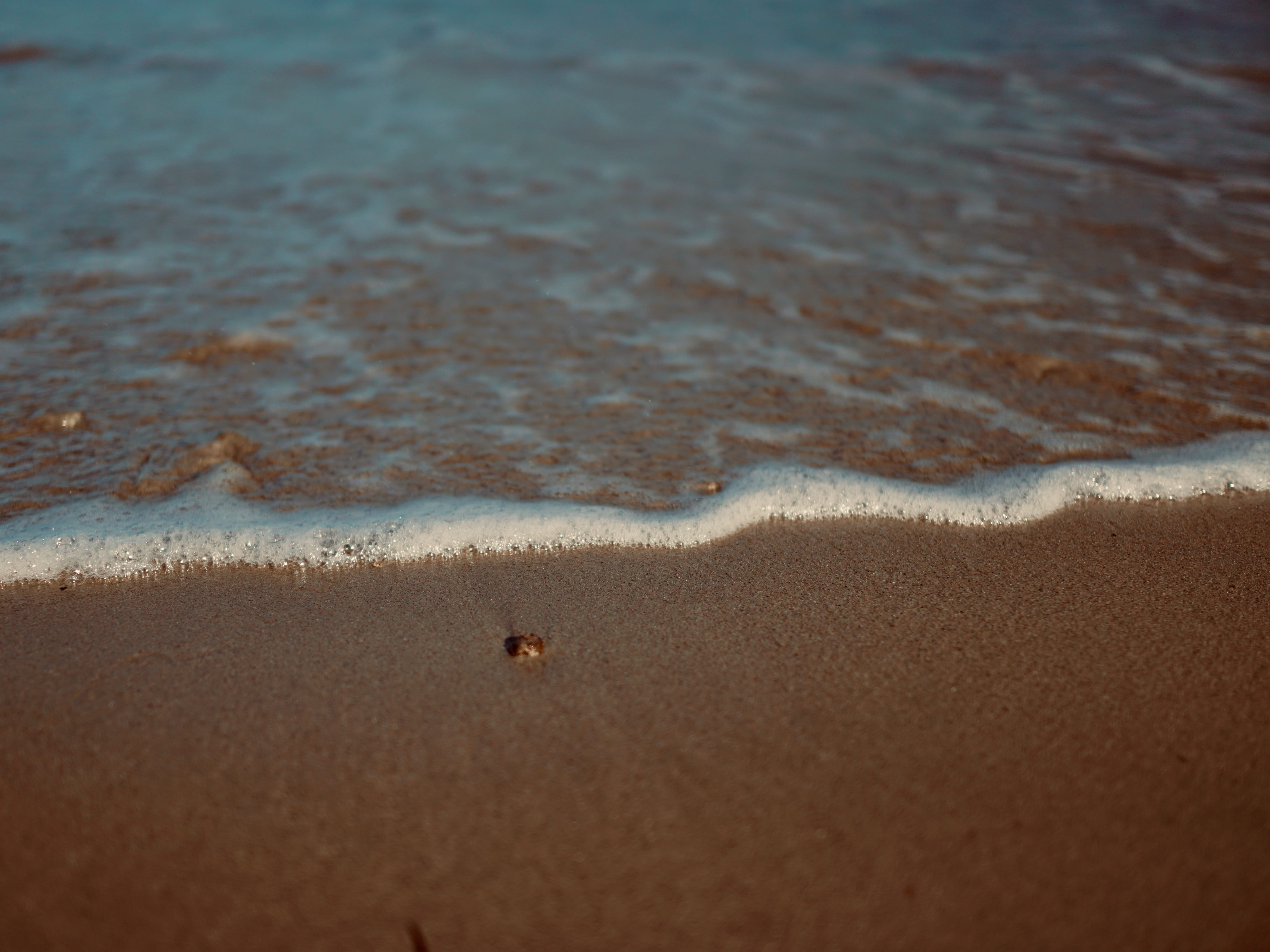 high angle view, nature, beach, animals in the wild, wave, sea, animal, pro, vertebrate, aquatic sport, invertebrate, shoreline, coast, no people, polar, HD Wallpaper