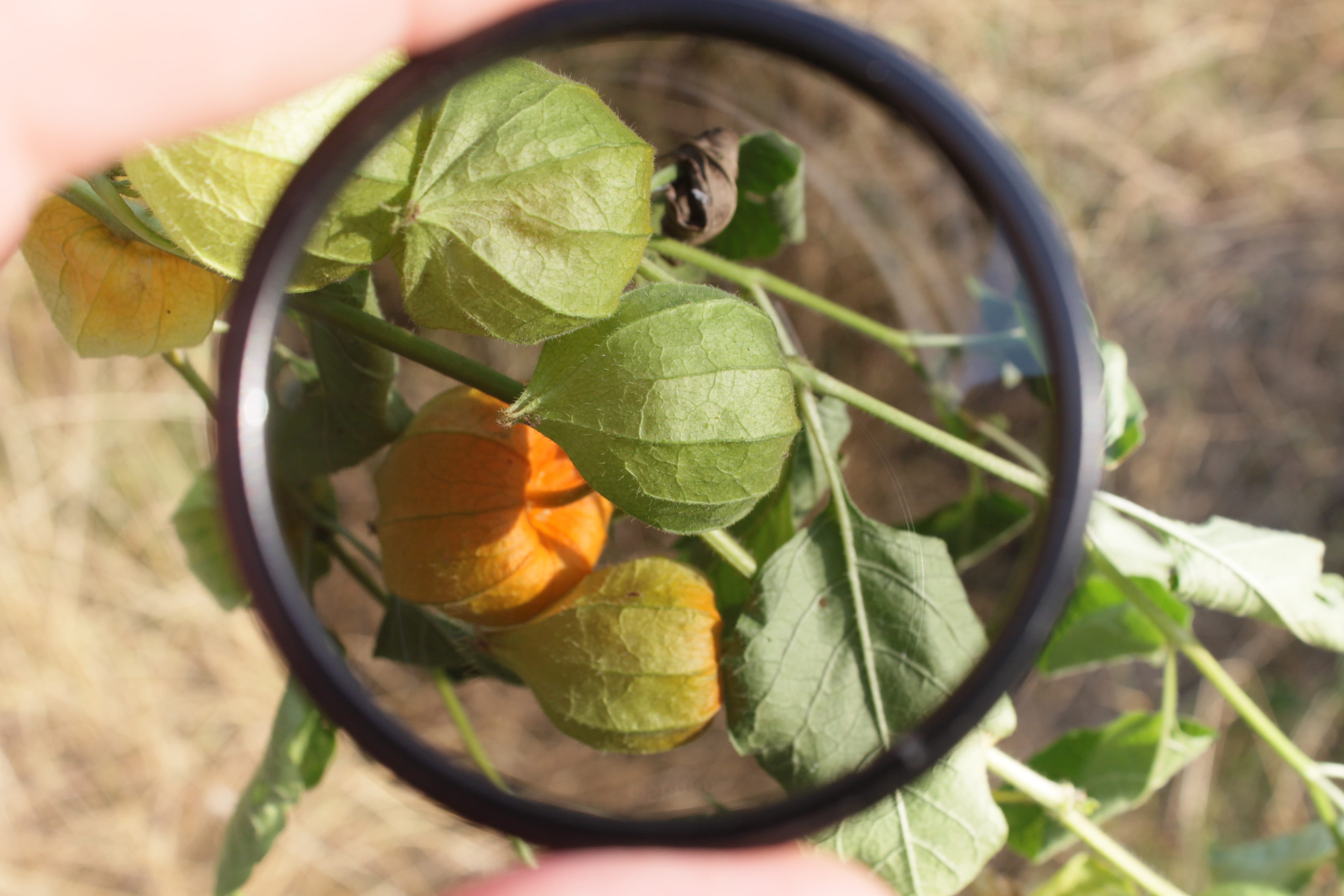 day, no people, 4K, orange color, healthy eating, circular, equipment, growth, outdoors, white, fruit, freshness, wellbeing, plant, food and drink, orange - fruit, HD Wallpaper