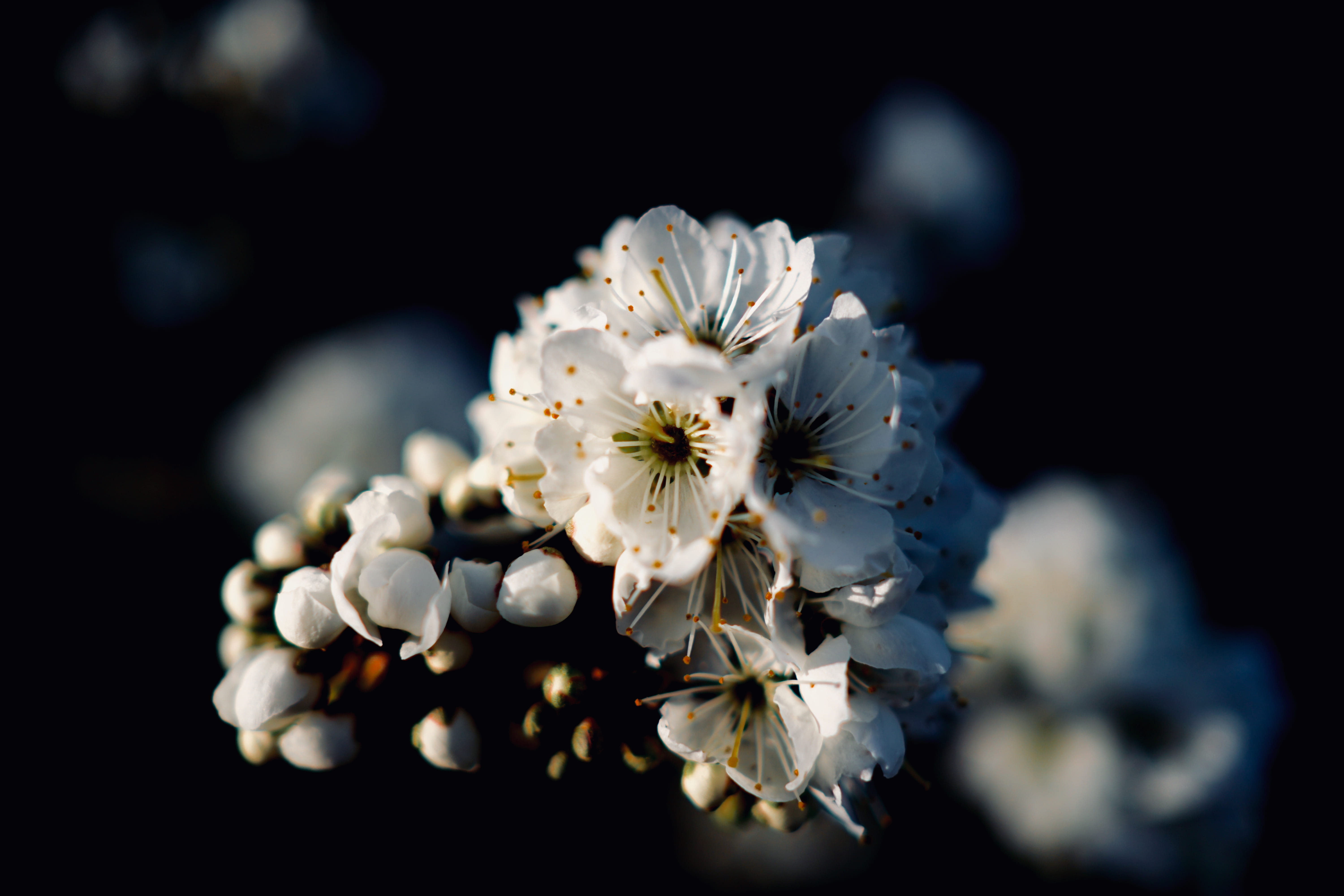 blossom, flower arrangement, close, beauty in nature, black background, outdoors, pistil, white color, flower head, luxury, no people, daisy, macro, 5K, HD Wallpaper