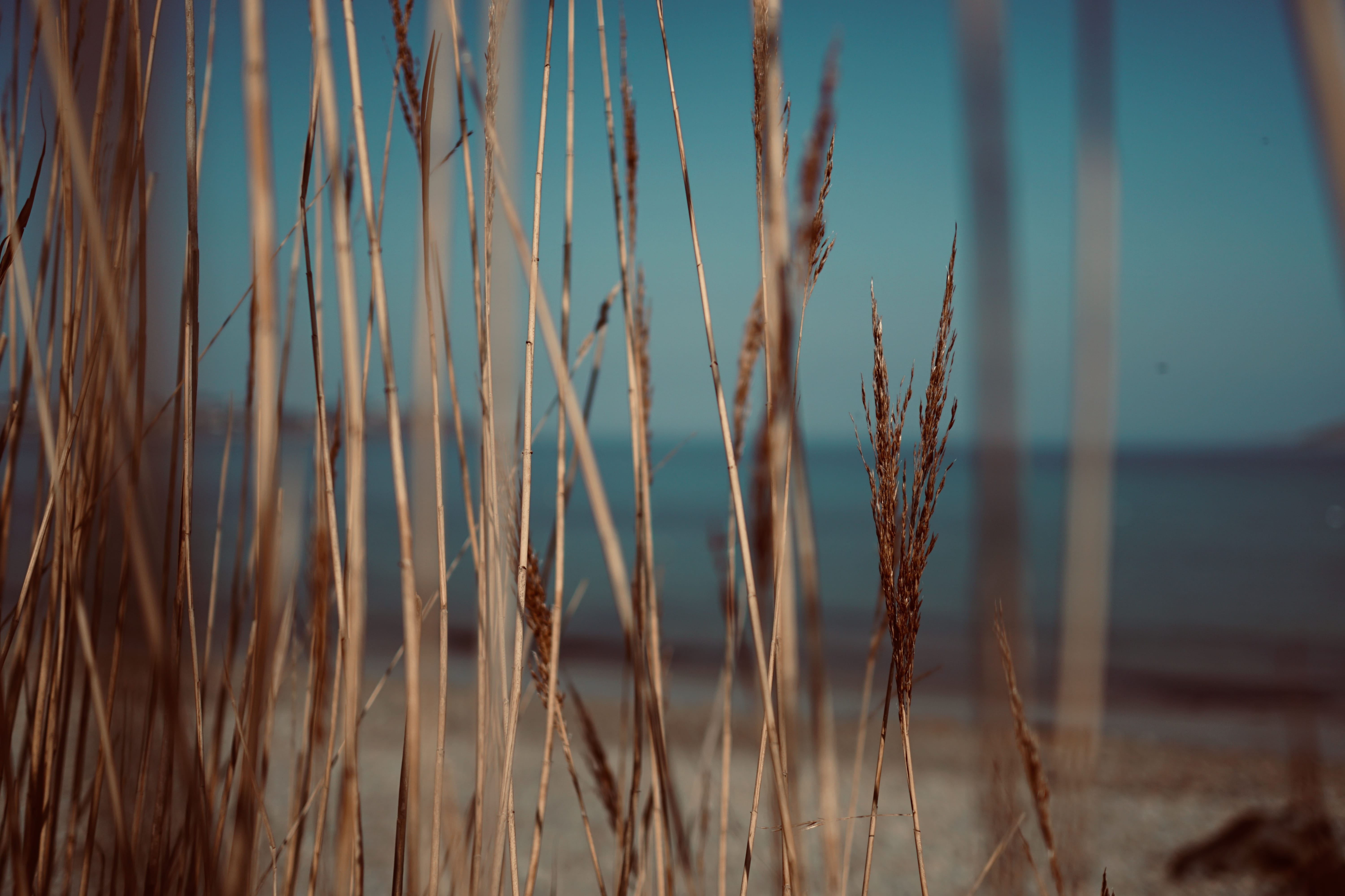 agropyron, filter, day, beach, produce, grass, 5K, vegetable, tranquil scene, close-up, plant, pro, knee, growth, vegetation, polar, no people, land, timothy grass, HD Wallpaper