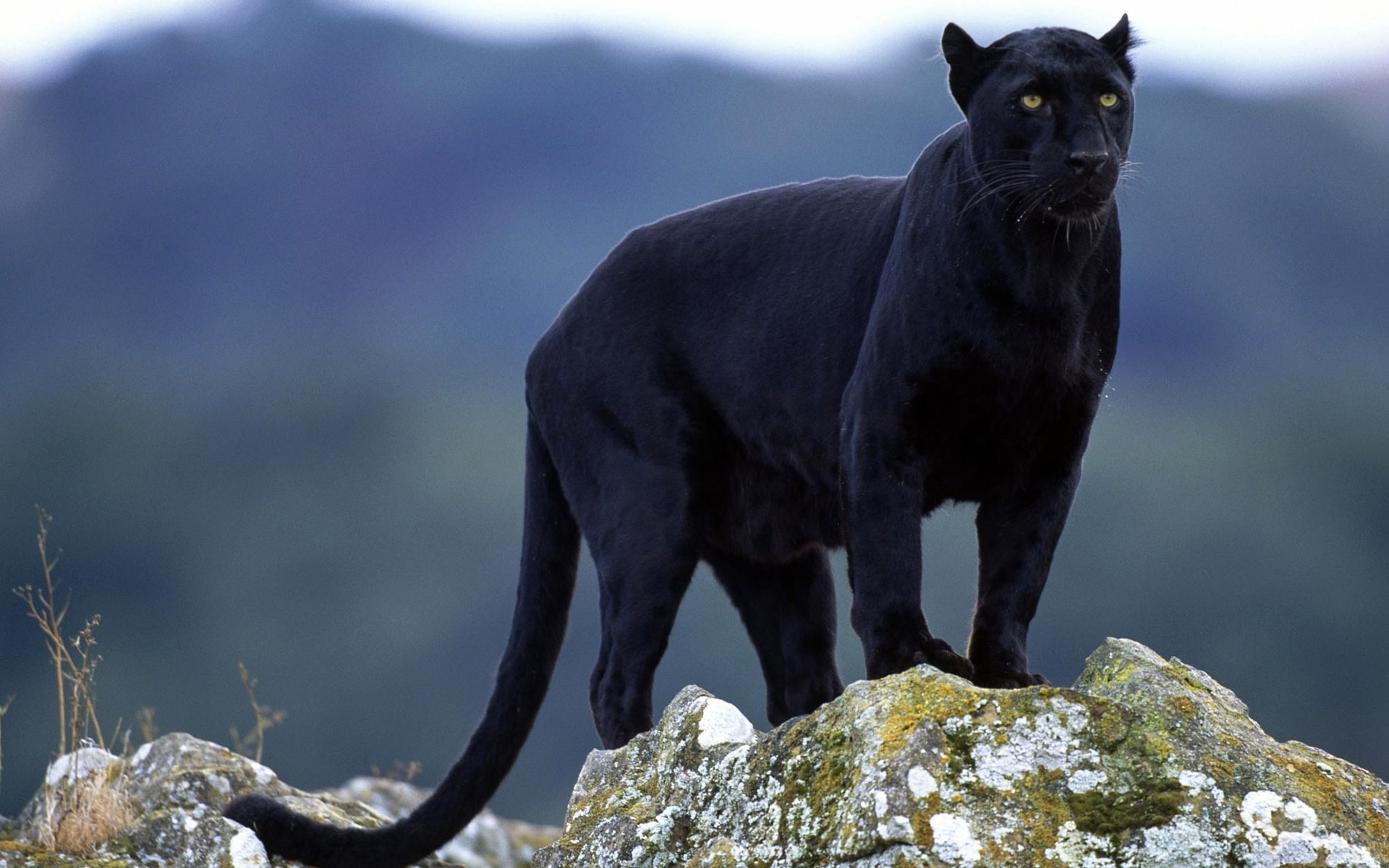 1080P, superb, panther, puma, HD Wallpaper