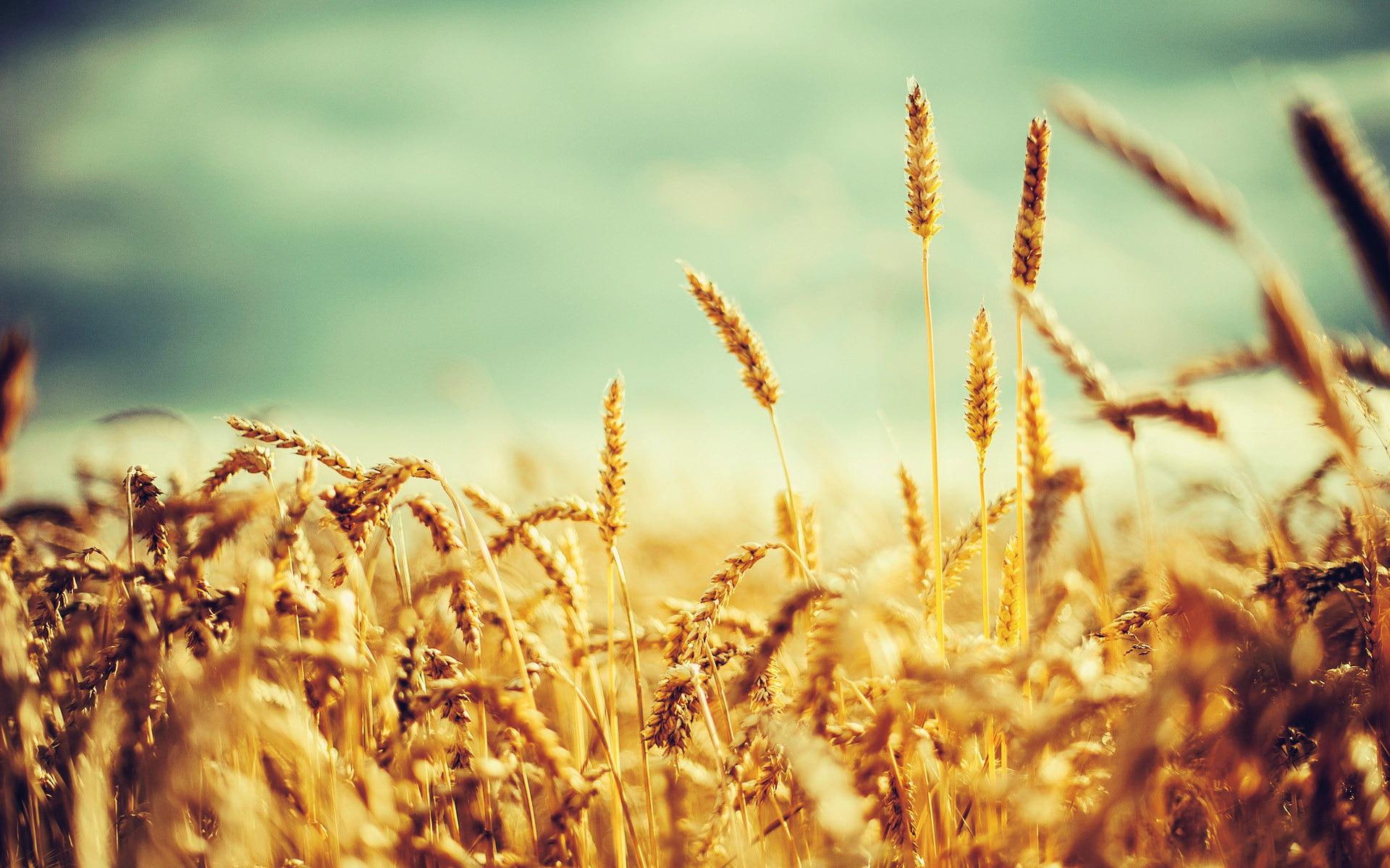 1080P, 1920x1200, barley, hd, cereal, superb, HD Wallpaper