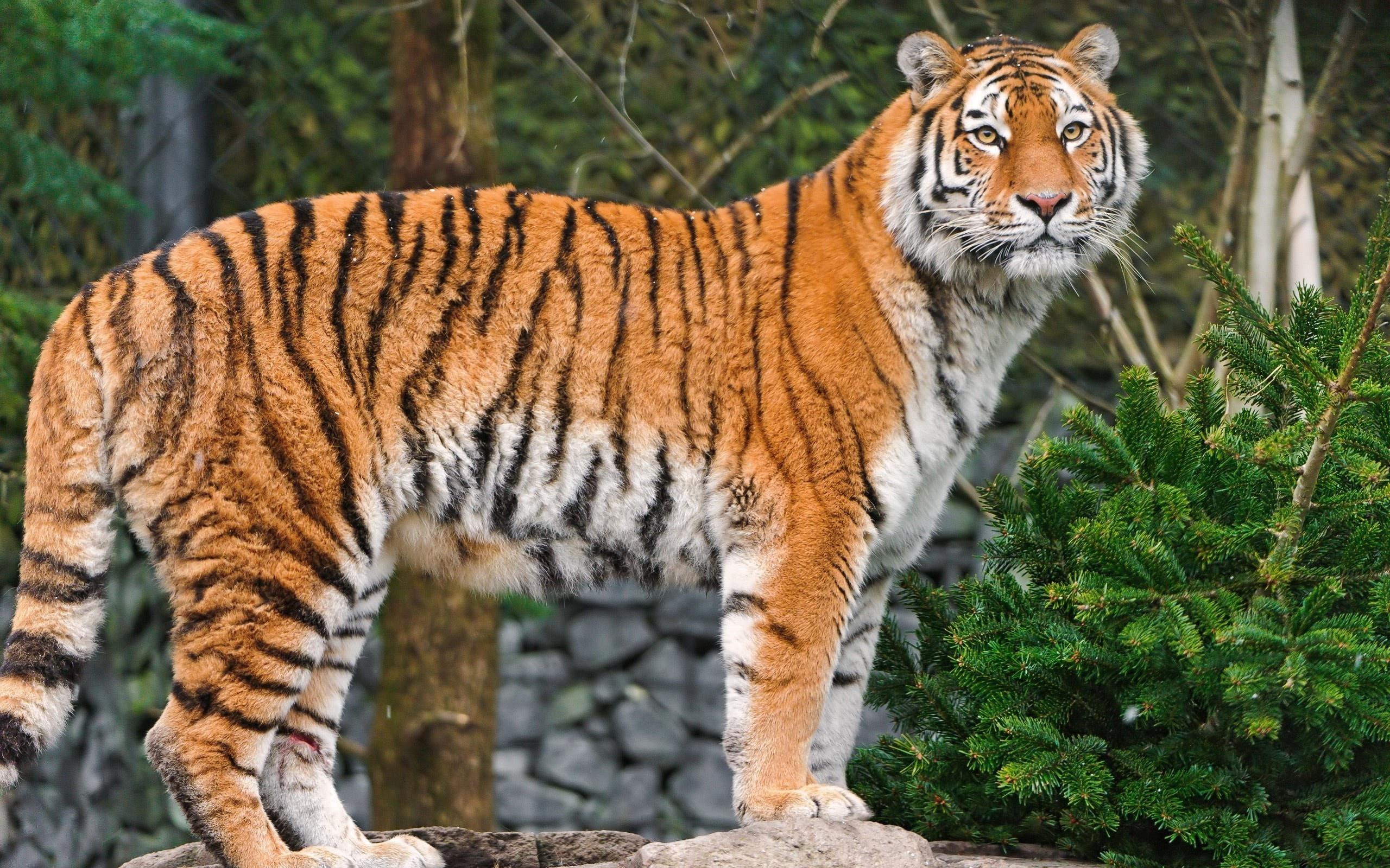 animals, 2560x1600, photo, superb, 2K, tiger, HD Wallpaper
