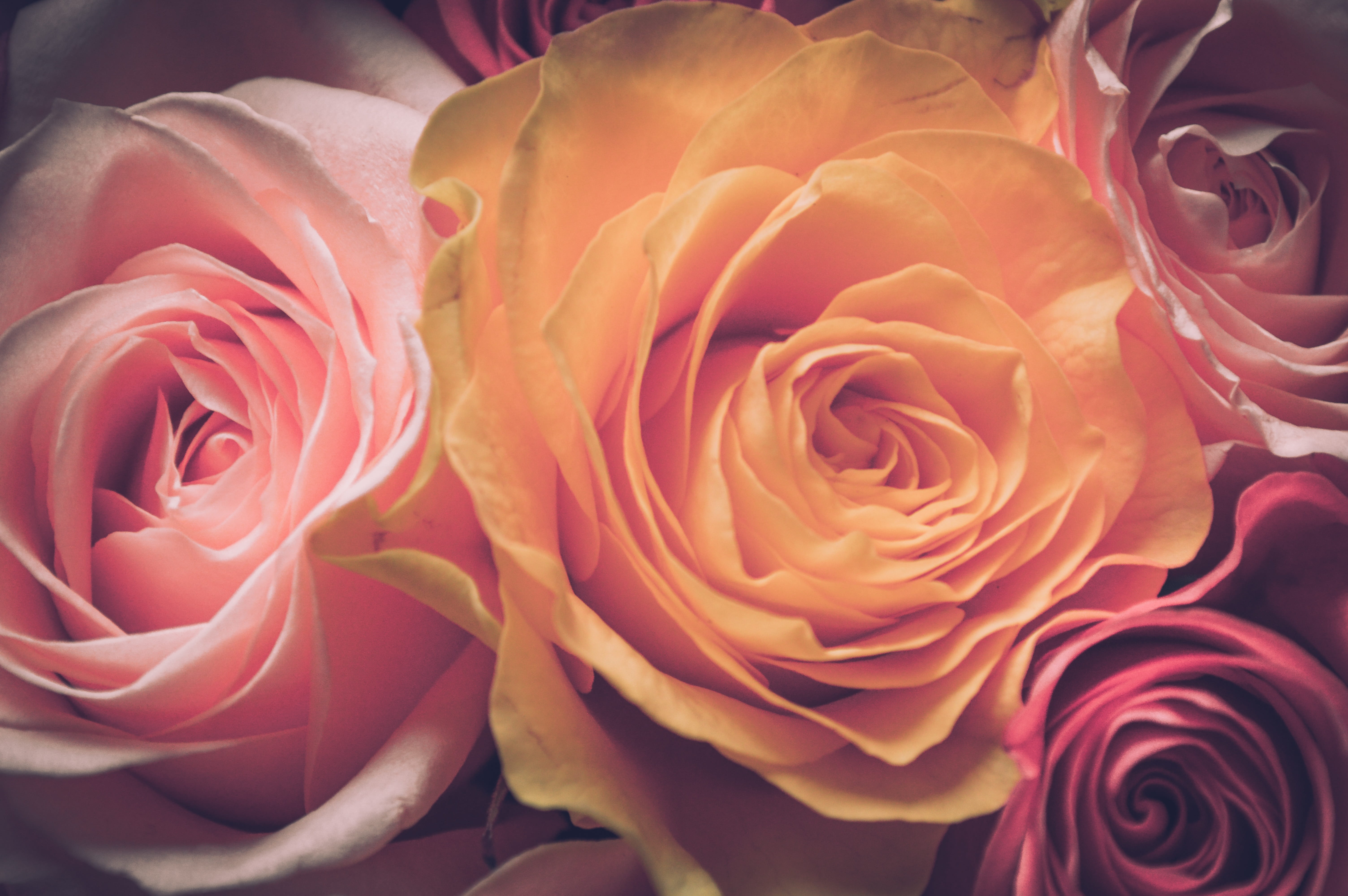 close-up, valentine, for girls, flower head, fragility, softness, flowers, nature, full frame, growth, freshness, plant, flowering plant, pink color, vulnerability, HD Wallpaper