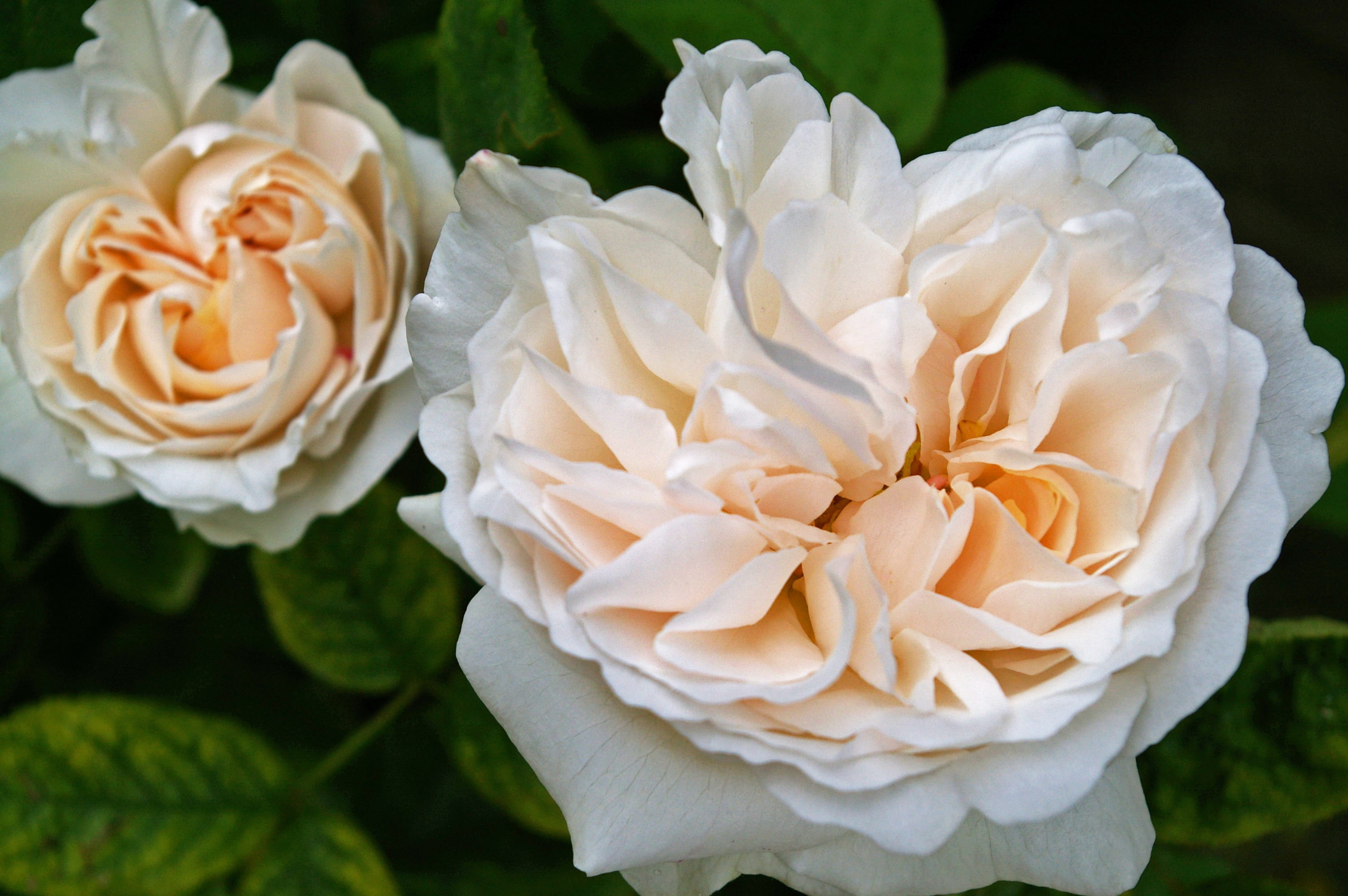 flowering plant, flower arrangement, softness, inflorescence, design, focus on foreground, beautiful, springtime, growth, 2K, scent of roses, decoration, HD Wallpaper