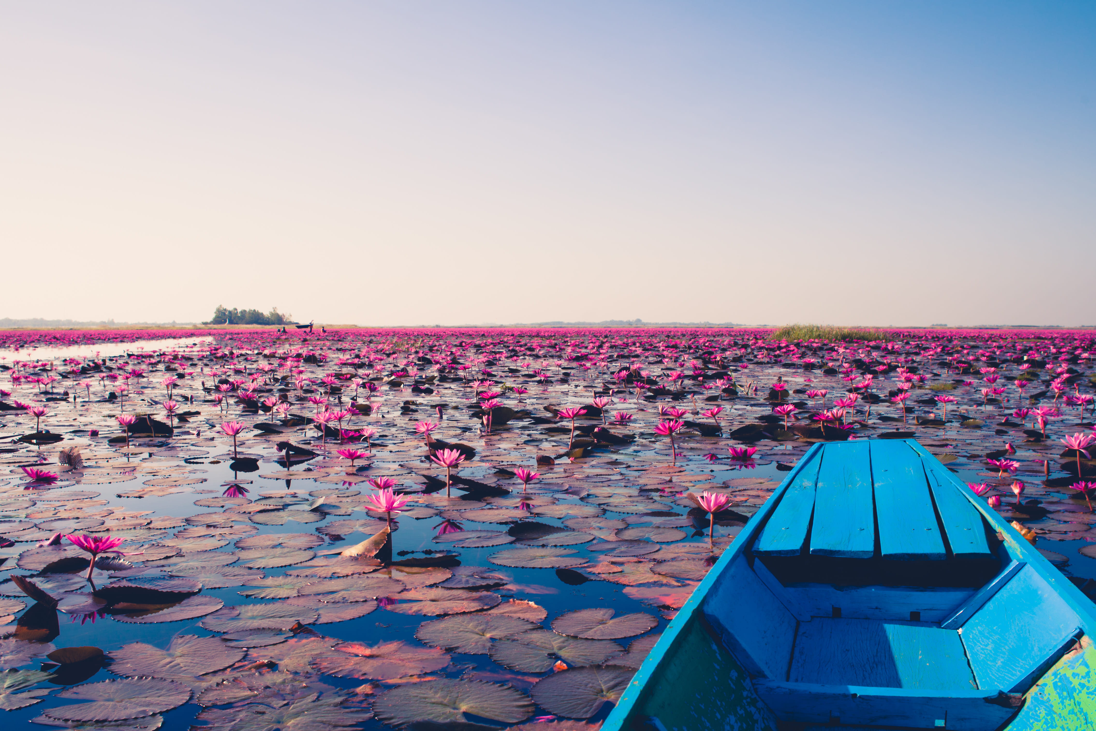 pink color, floating, dinghy, scenery, transportation, thailand, flowers, udon thani, day, lily, sea, outdoors, jon, boat, tranquility, tent, land, watercraft, HD Wallpaper