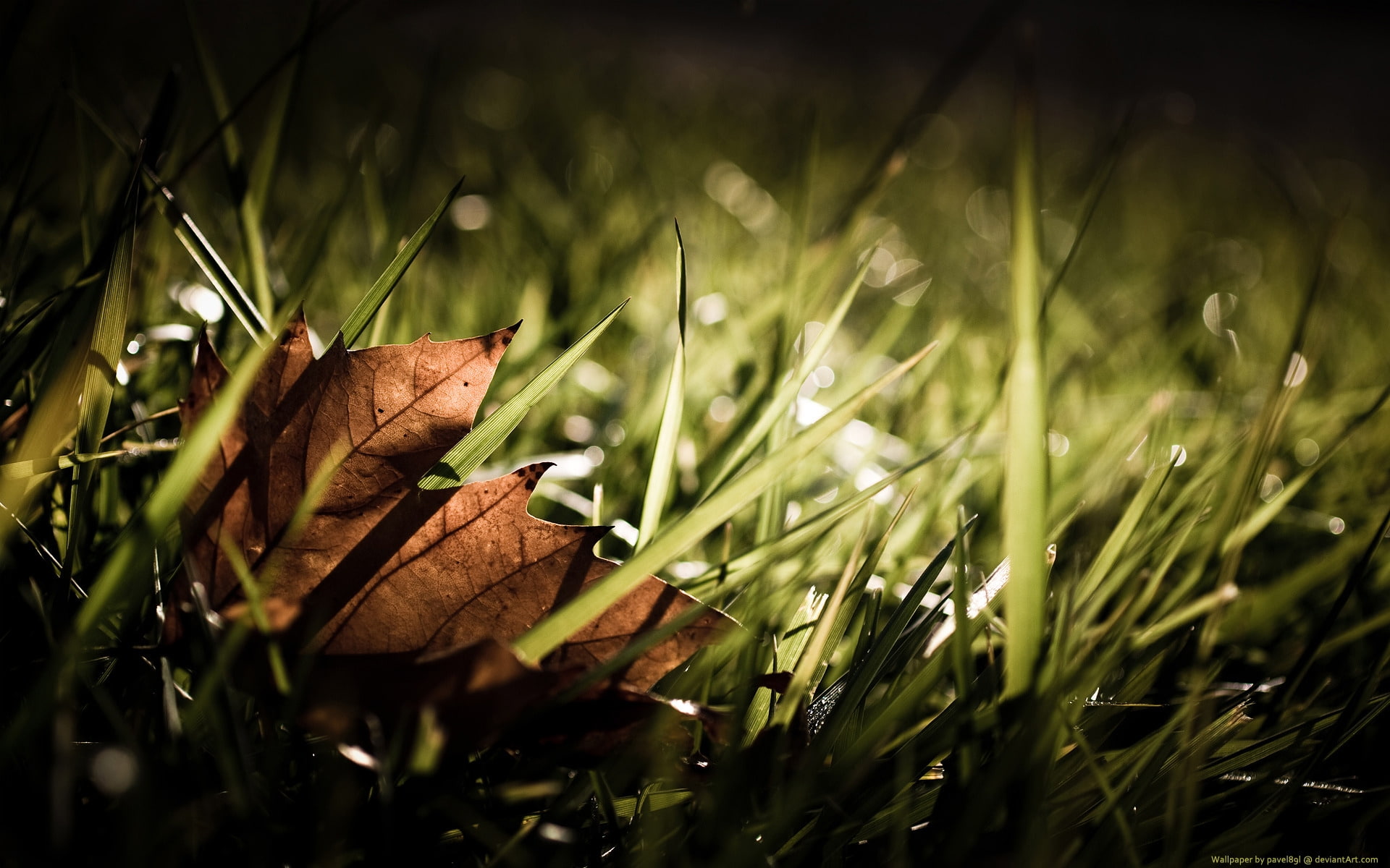 superb, autumn, 1080P, forest, scenary, trees, HD Wallpaper