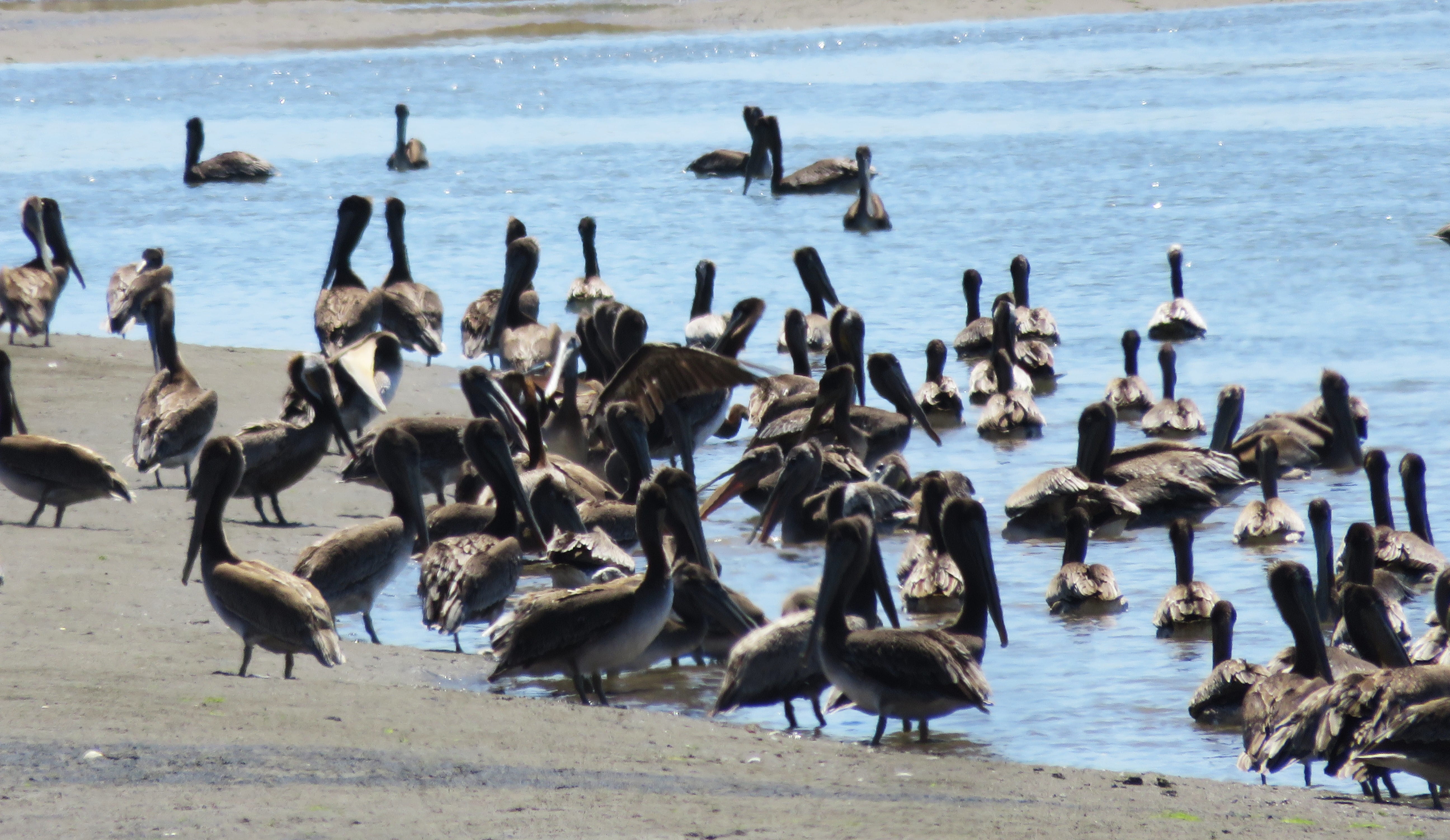 stinson beach, beauty in nature, no people, animal, flock of birds, flying, animal wildlife, outdoors, beach, large group of animals, water, day, bird, HD Wallpaper