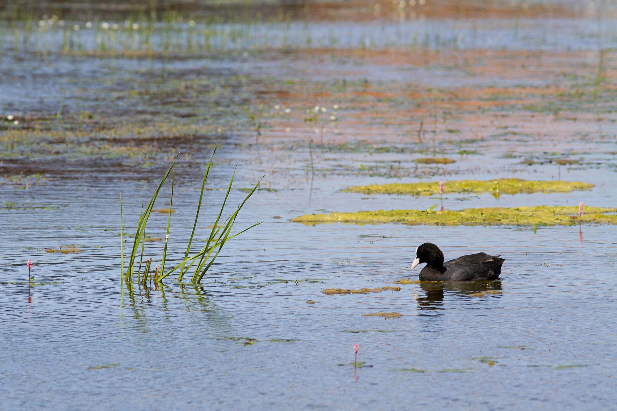 1080P, grass, pond, Lake, duck, black, HD Wallpaper
