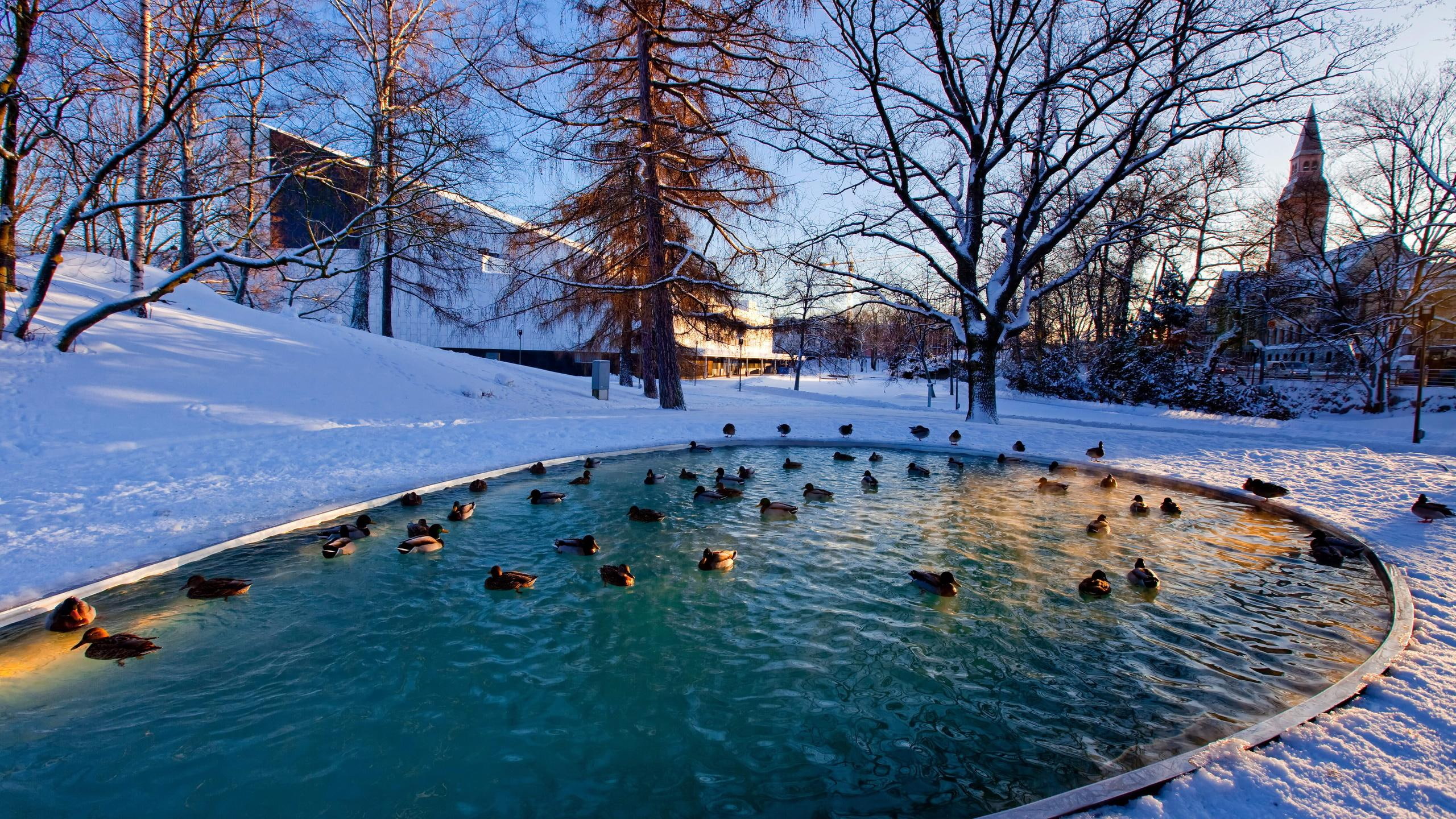 2K, winter-pond, pond, winter-scene, ducks-in-a-pond, winter, scenic-winter, HD Wallpaper