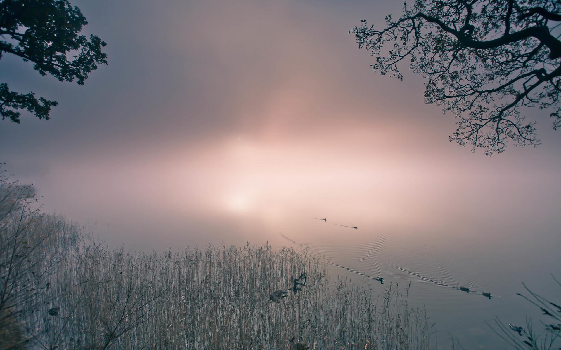 fog, 1080P, clouds, bird, pond, mist, duck, images, grey, background, white, lakes, HD Wallpaper