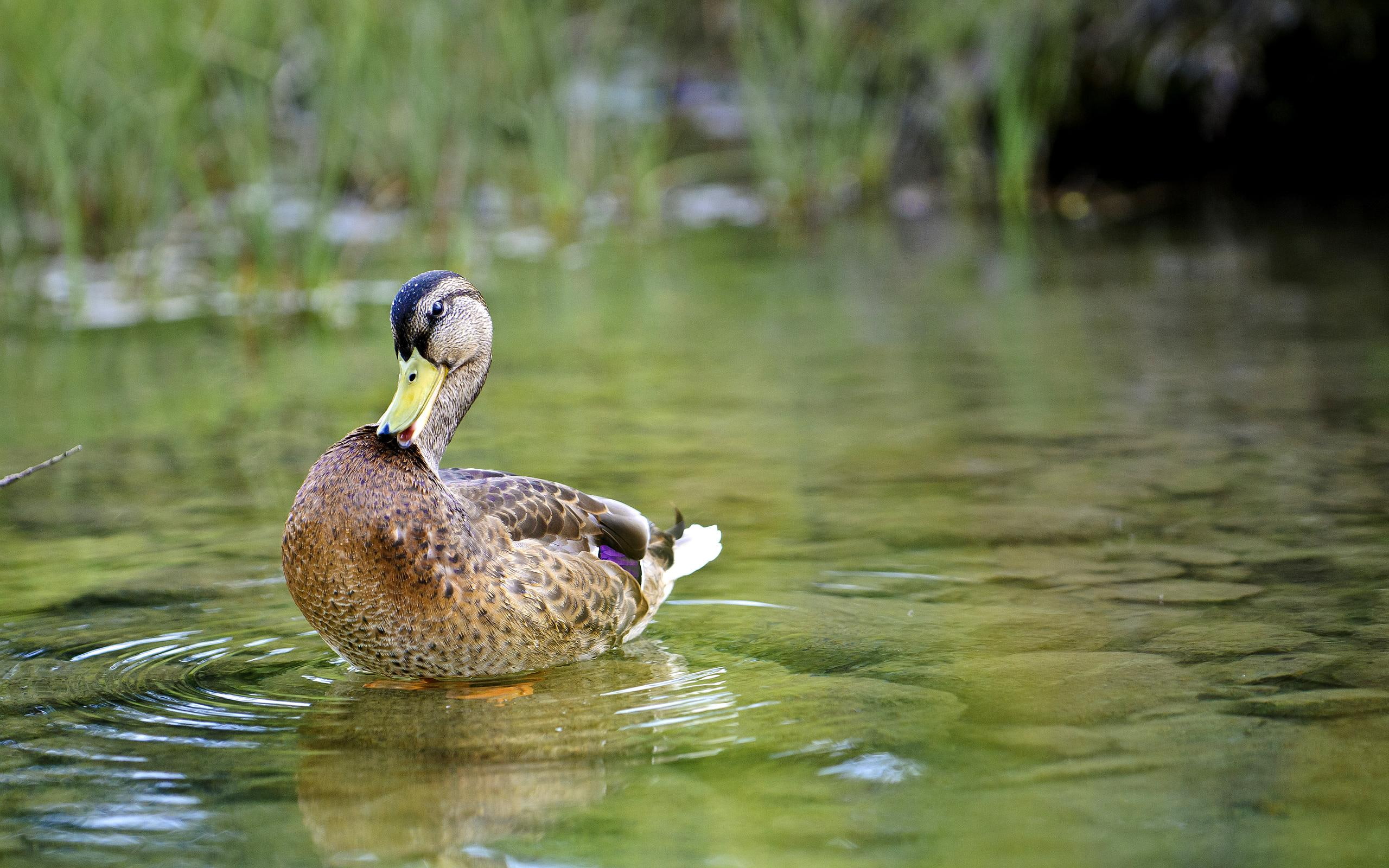 pond, animals, duck, 2K, clean, rocks, cute, HD Wallpaper