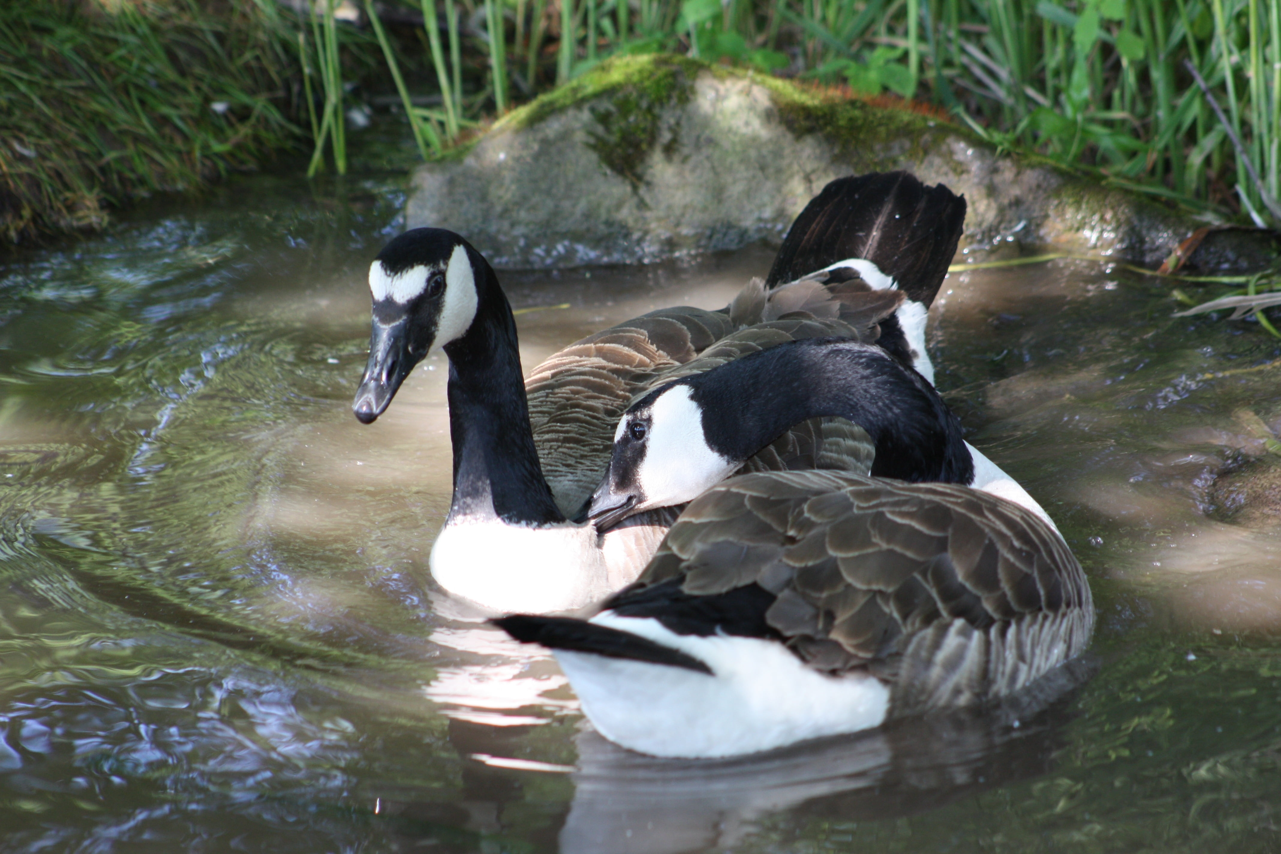 pond, animal themes, group of animals, day, bird, river, feather, duck, swim, animal wildlife, reflection, canada Goose, black, vertebrate, black Color, HD Wallpaper