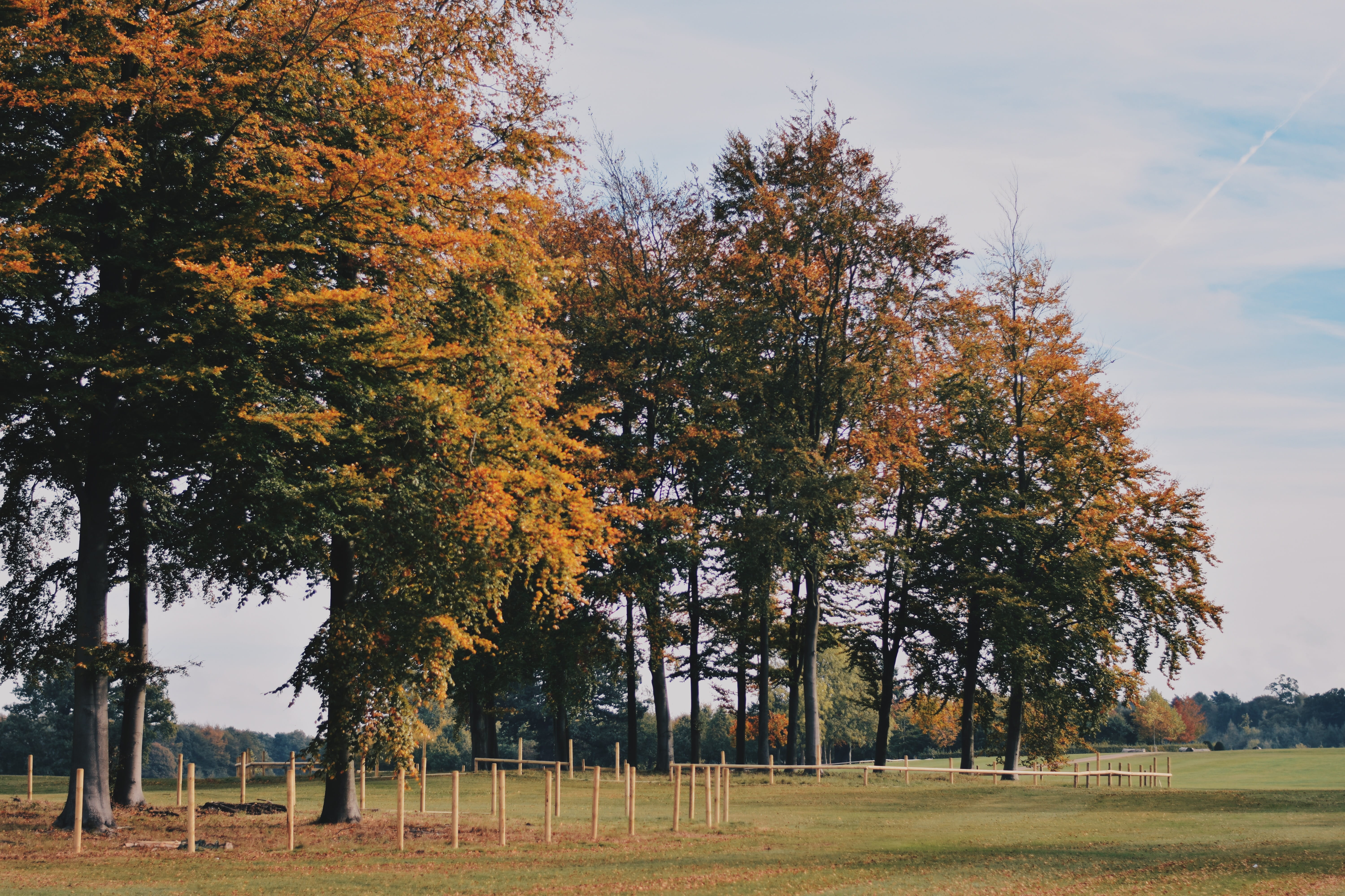 land, copse, orange color, hatfield, non-urban scene, plant, hatfield house, outdoors, beauty in nature, nature, trees, tranquil scene, landscape, idyllic, HD Wallpaper