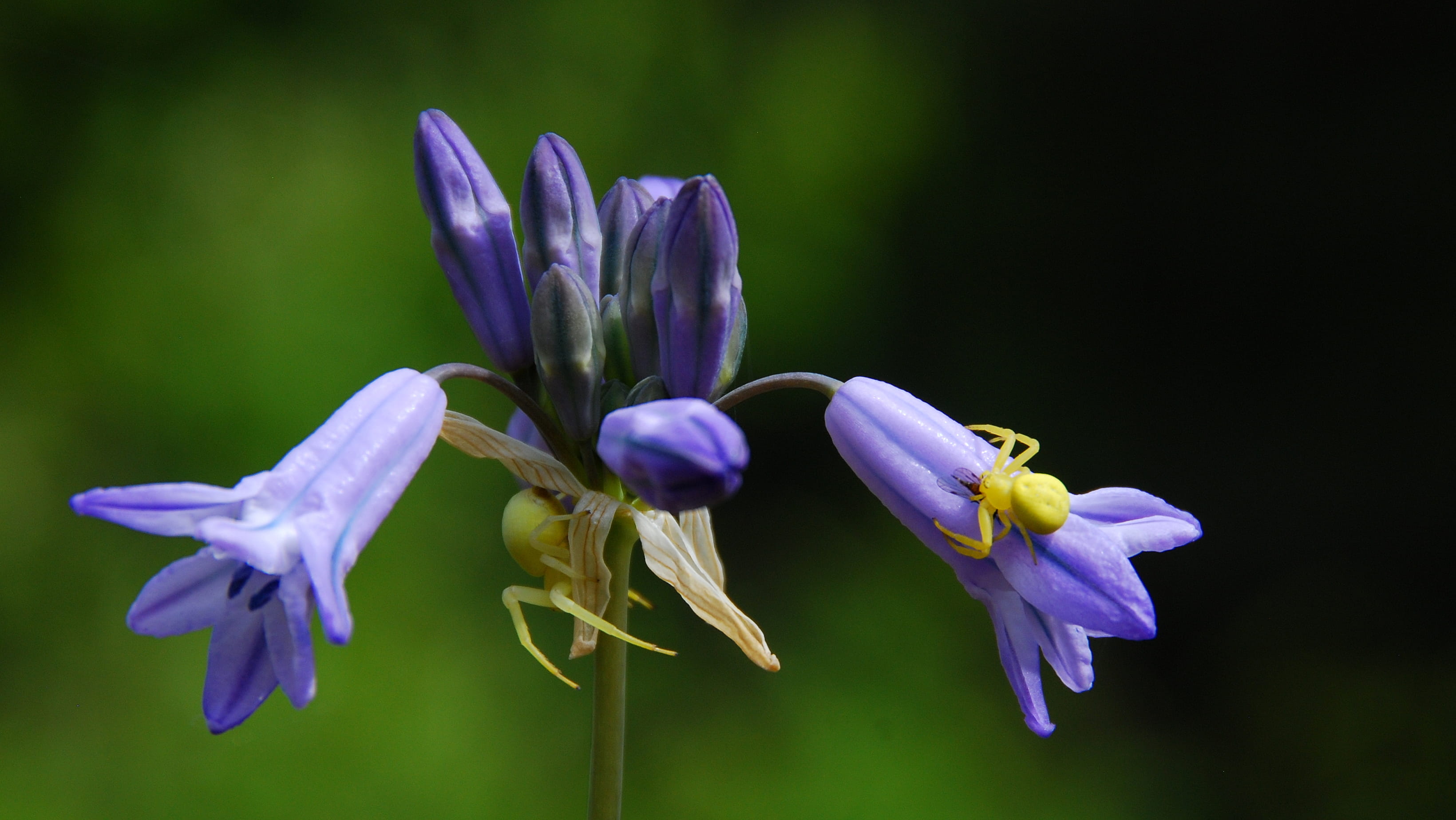 close-up, wildflowers, vulnerability, united states, freshness, nature, plant, softness, selective focus, fragility, beauty in nature, studio shot, inflorescence, HD Wallpaper
