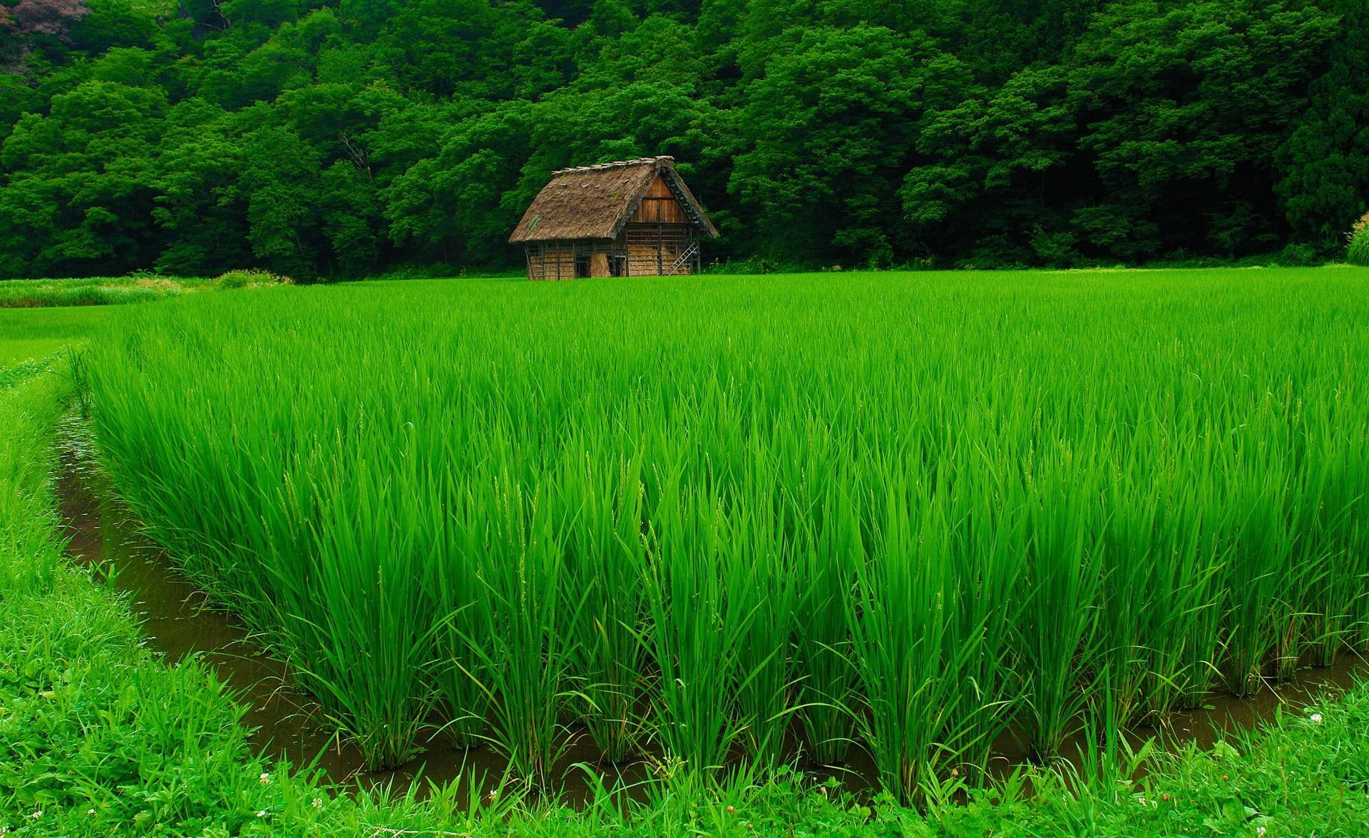1080P, maroon, house, leaves, beije, picture, country, nice, fields, high definition, grove, view, green, cabin, HD Wallpaper